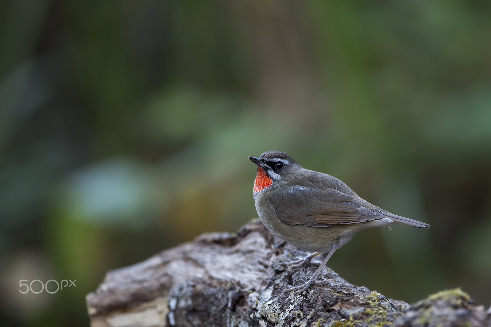 Nikon D4 sample photo. Siberian rubythroat (m) photography