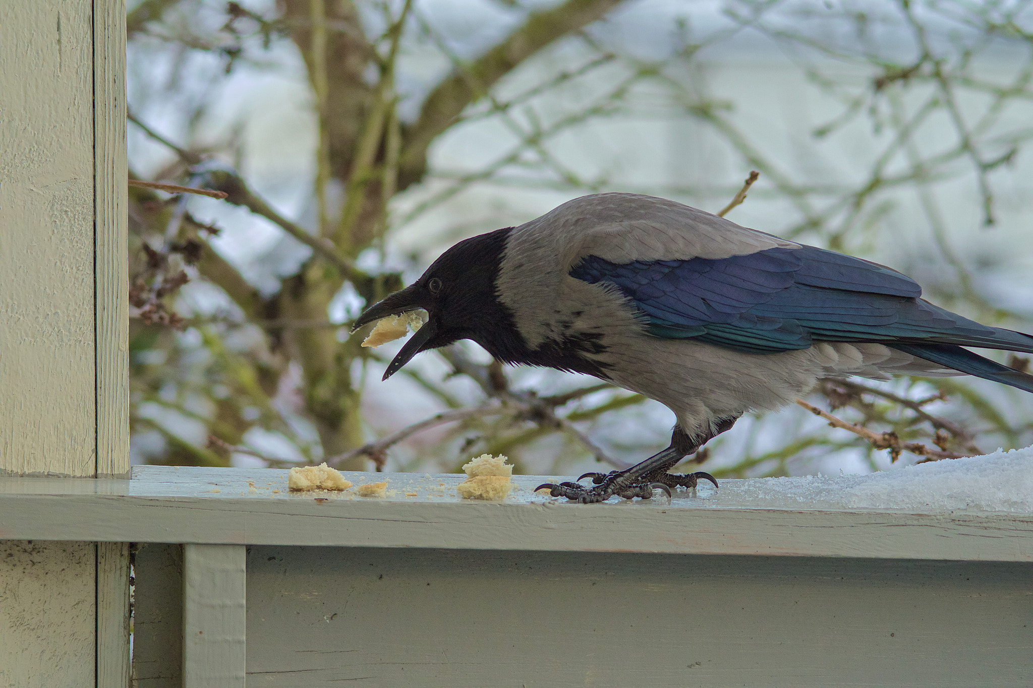 Sigma 150-500mm F5-6.3 DG OS HSM sample photo. Feeding the crow photography