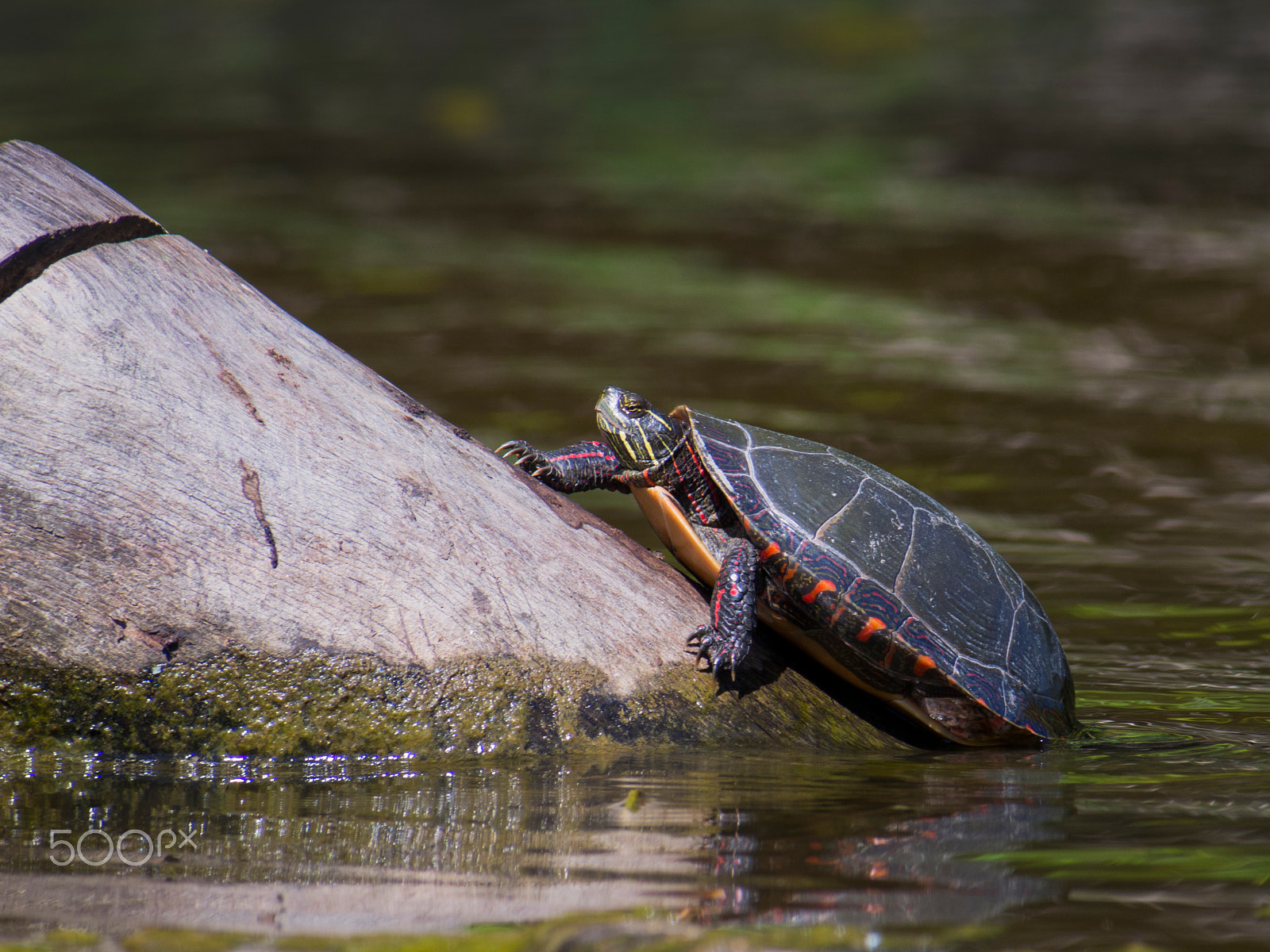 Olympus PEN E-PL5 sample photo. Painted turtle climbing on wood photography