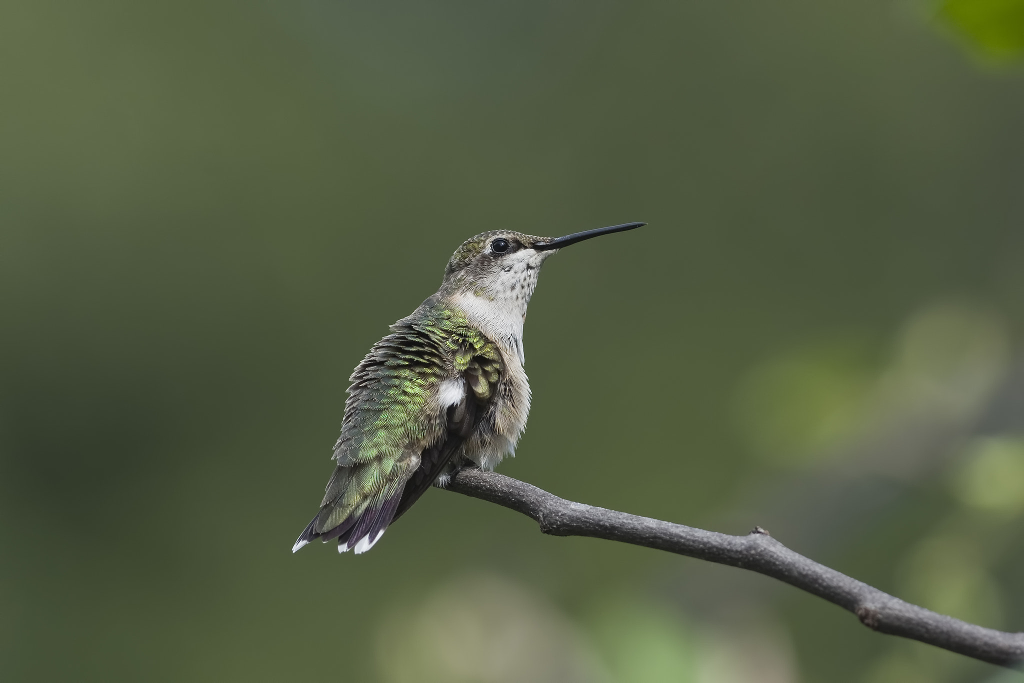AF Zoom-Nikkor 35-135mm f/3.5-4.5 sample photo. This looks like good spot photography