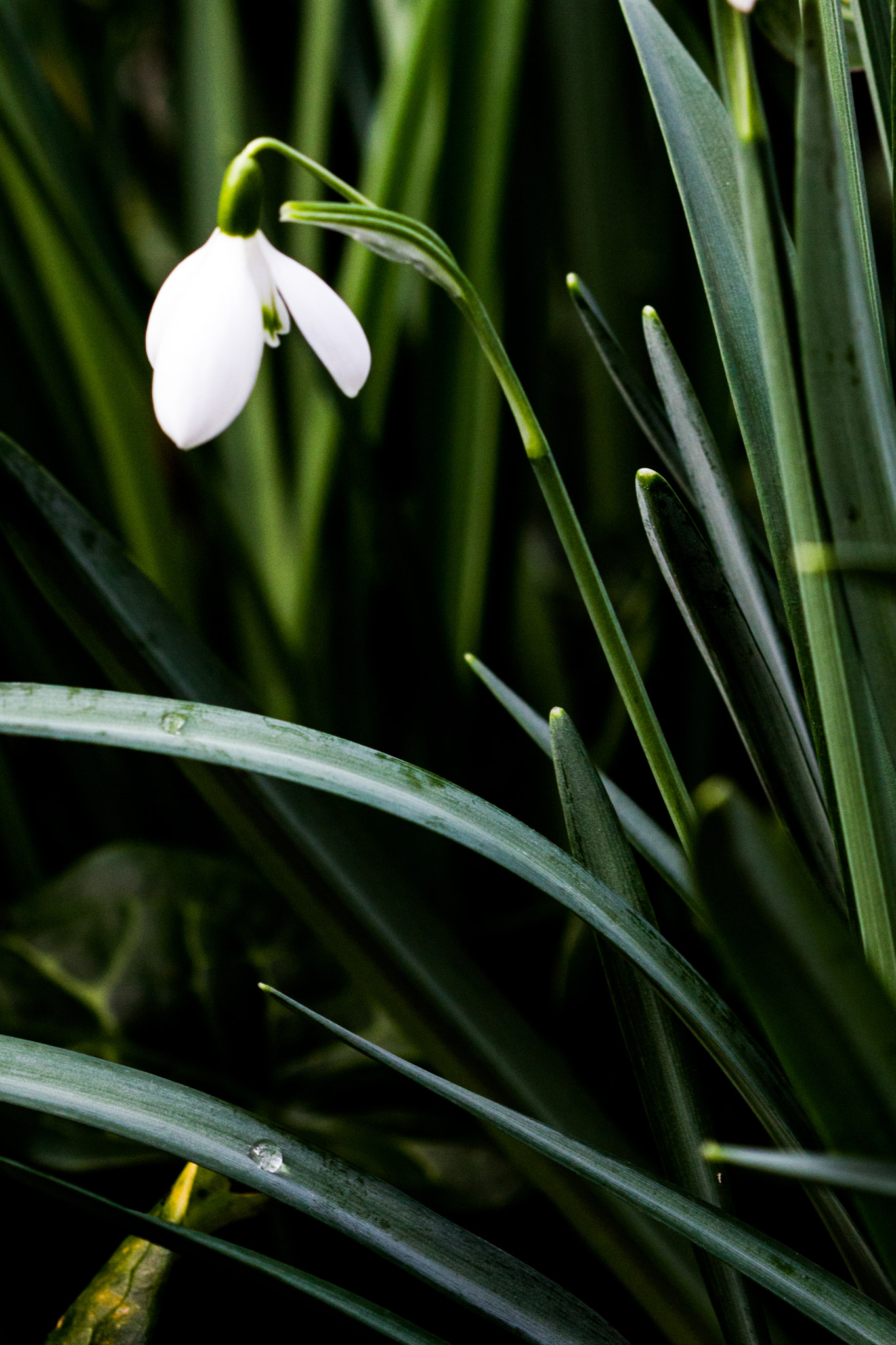 Canon EOS 550D (EOS Rebel T2i / EOS Kiss X4) + Canon EF 100mm F2.8 Macro USM sample photo. Tears of a snowdrop photography