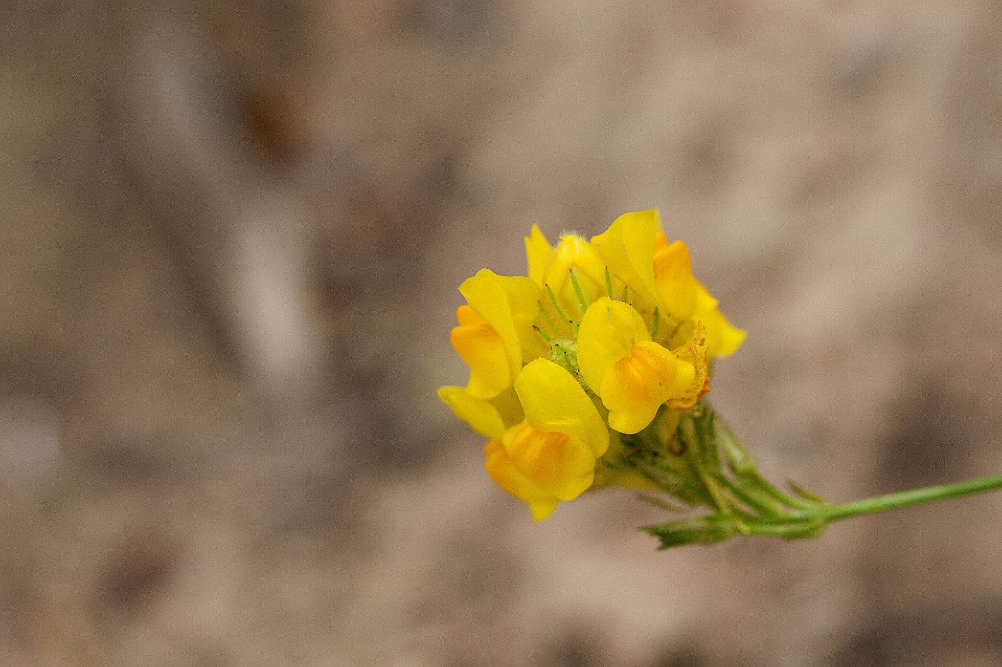 Canon EF 100mm F2.8L Macro IS USM sample photo. Linaria spartea photography