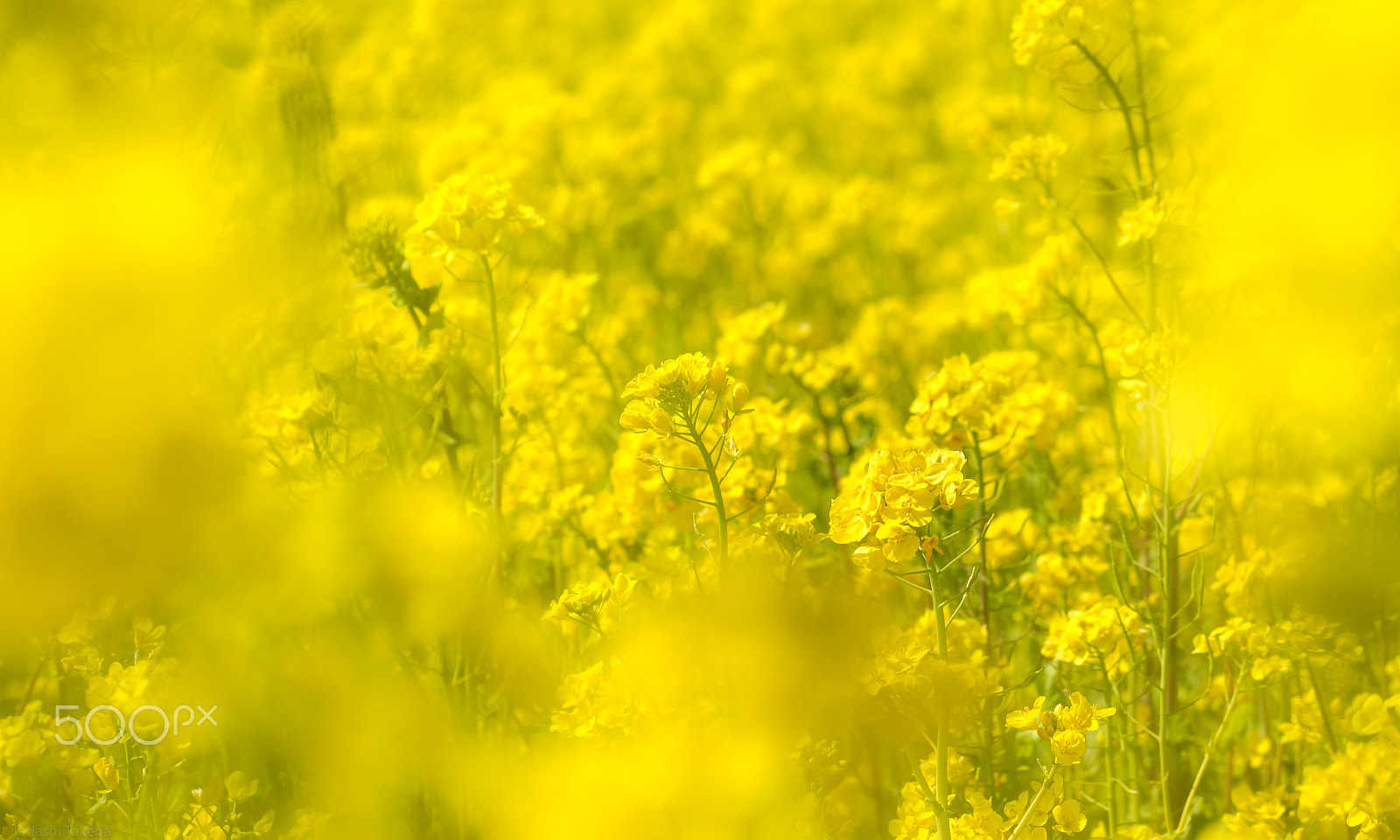 Sony DT 55-300mm F4.5-5.6 SAM sample photo. Footsteps of spring photography