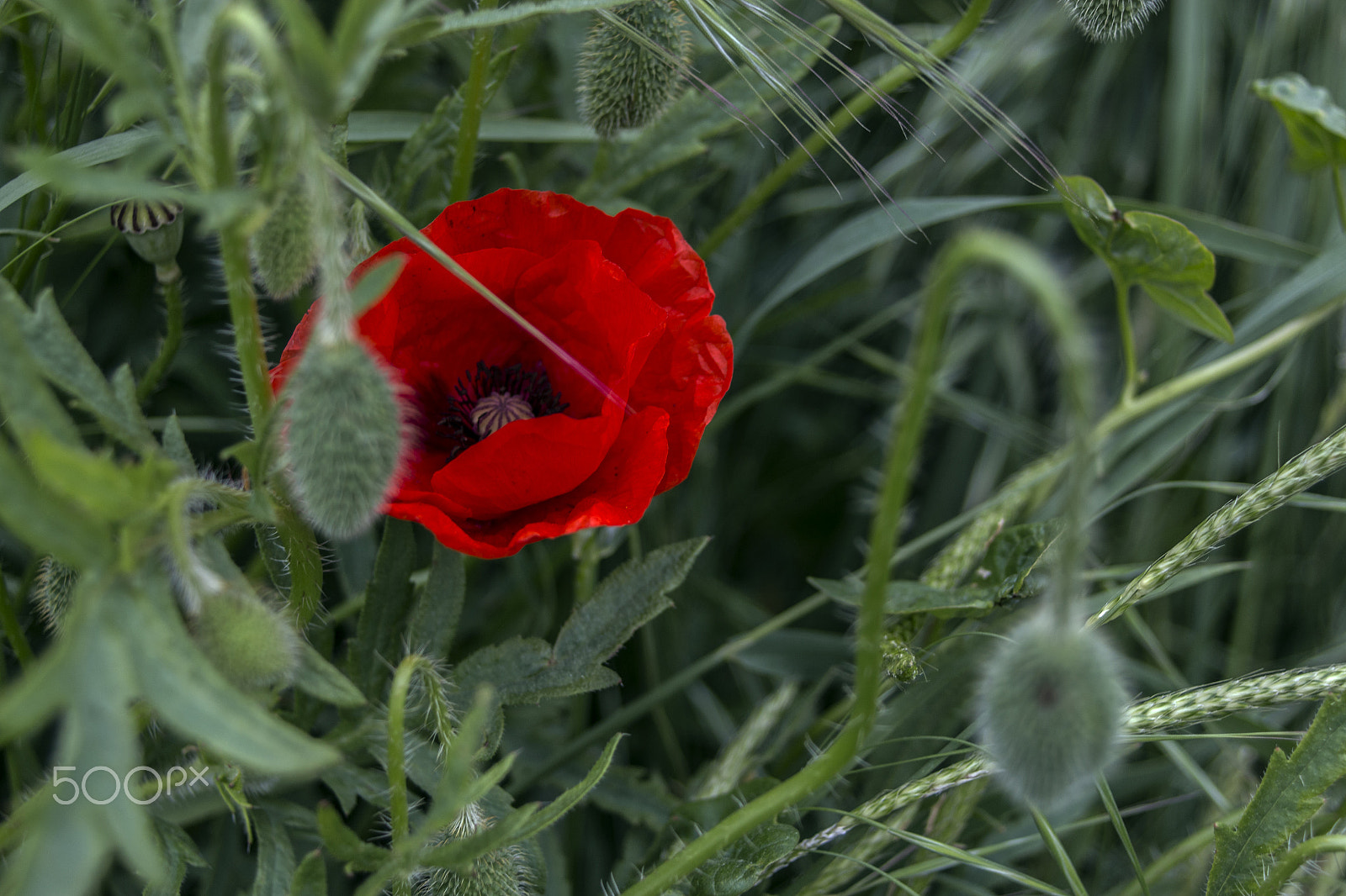 Sigma 18-50mm f/3.5-5.6 DC sample photo