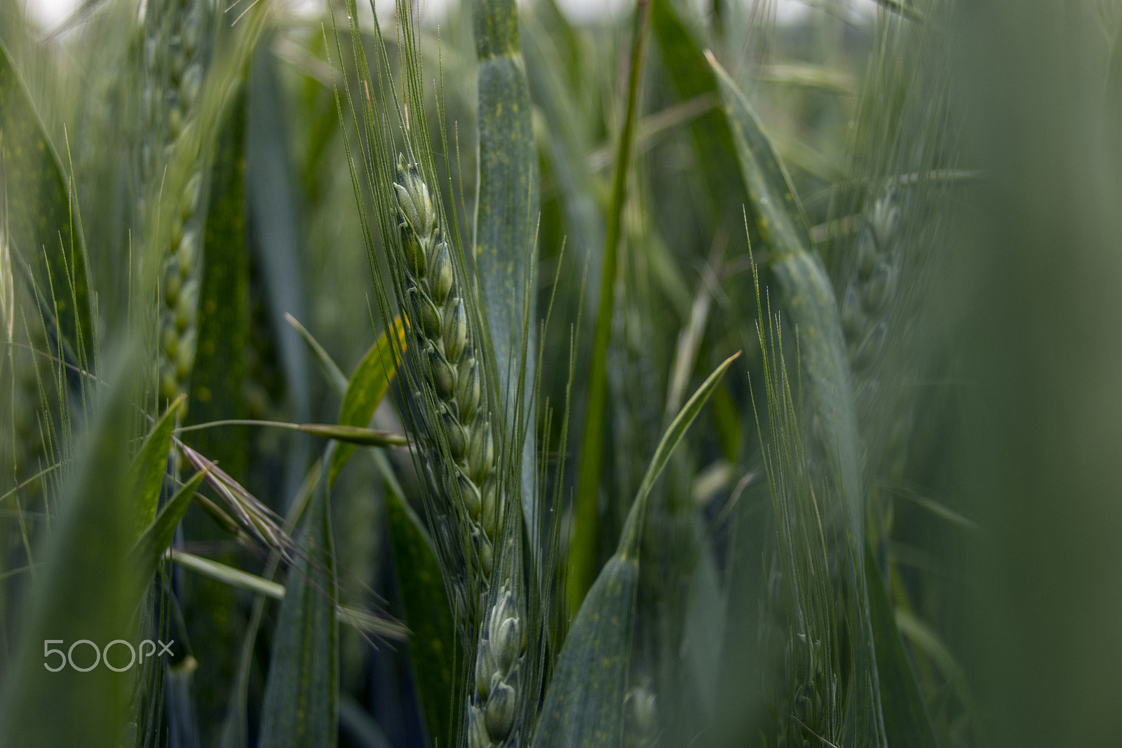 Sigma 18-50mm f/3.5-5.6 DC sample photo