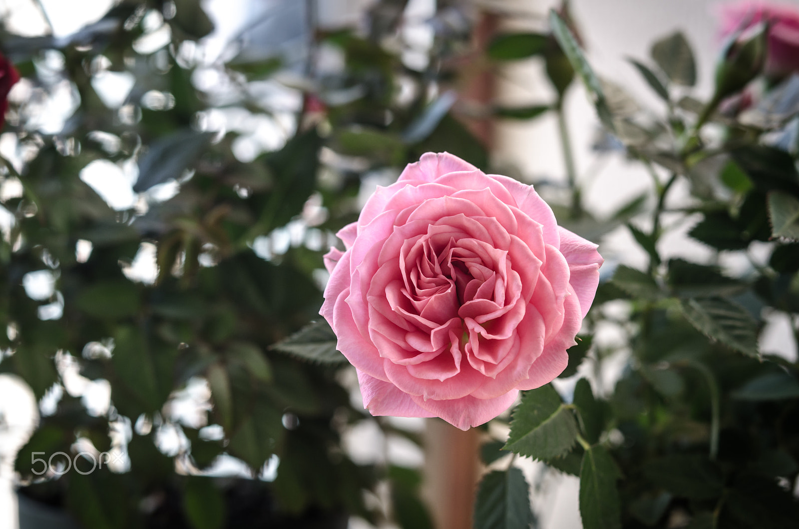 Nikon AF-S Micro-Nikkor 60mm F2.8G ED sample photo. Rosa photography