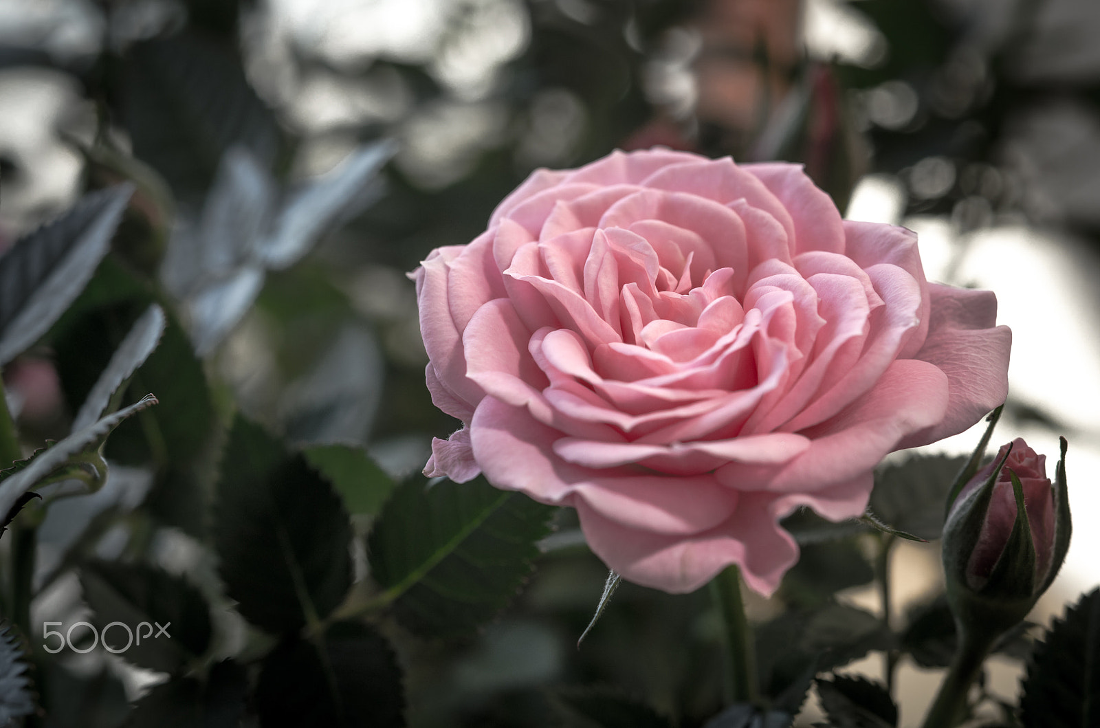 Nikon AF-S Micro-Nikkor 60mm F2.8G ED sample photo. Rosa photography