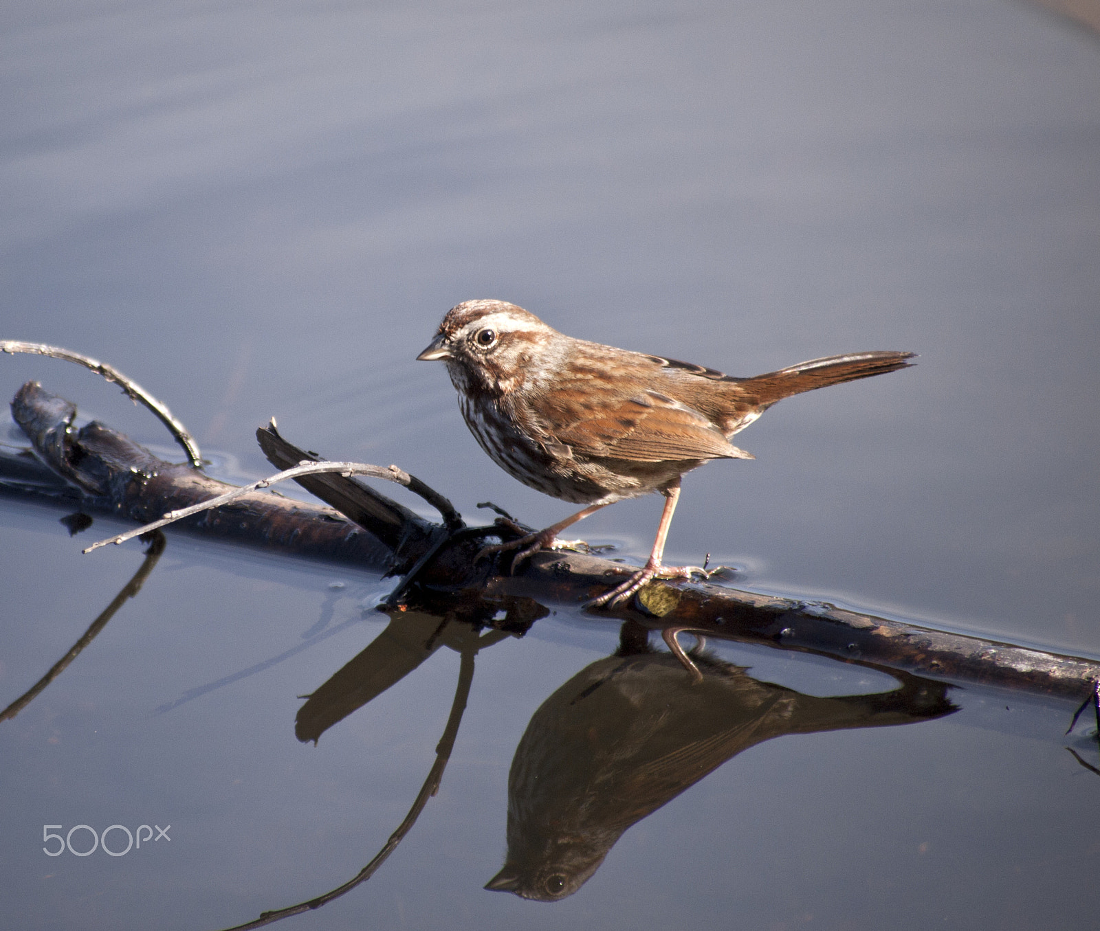 Olympus PEN E-P1 sample photo. Song sparrow photography