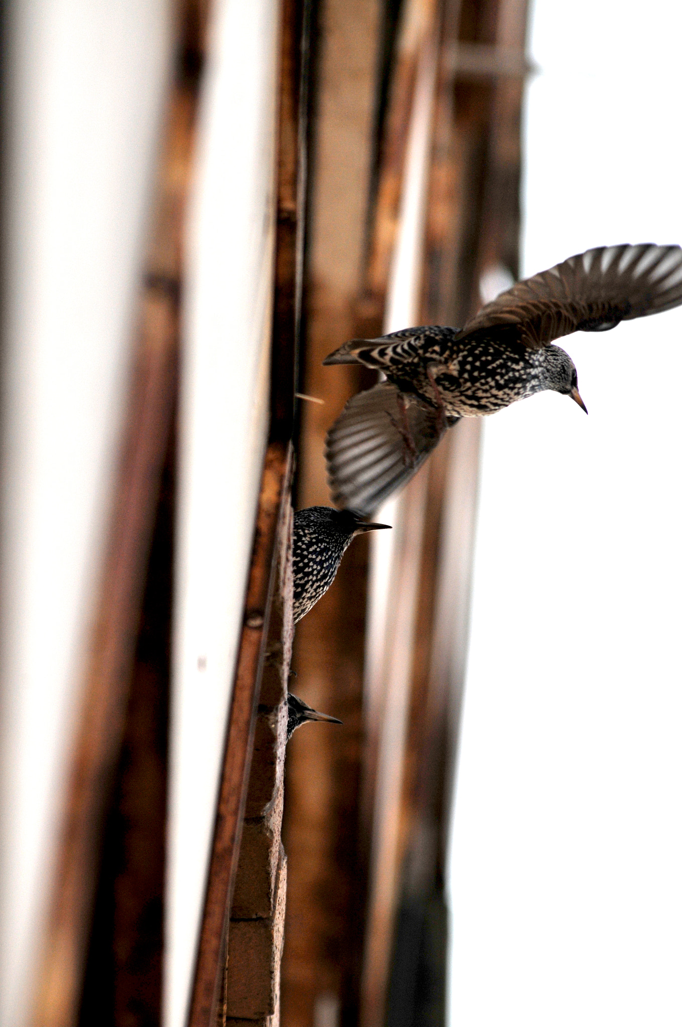 Sigma 70-300mm F4-5.6 APO DG Macro sample photo. () photography