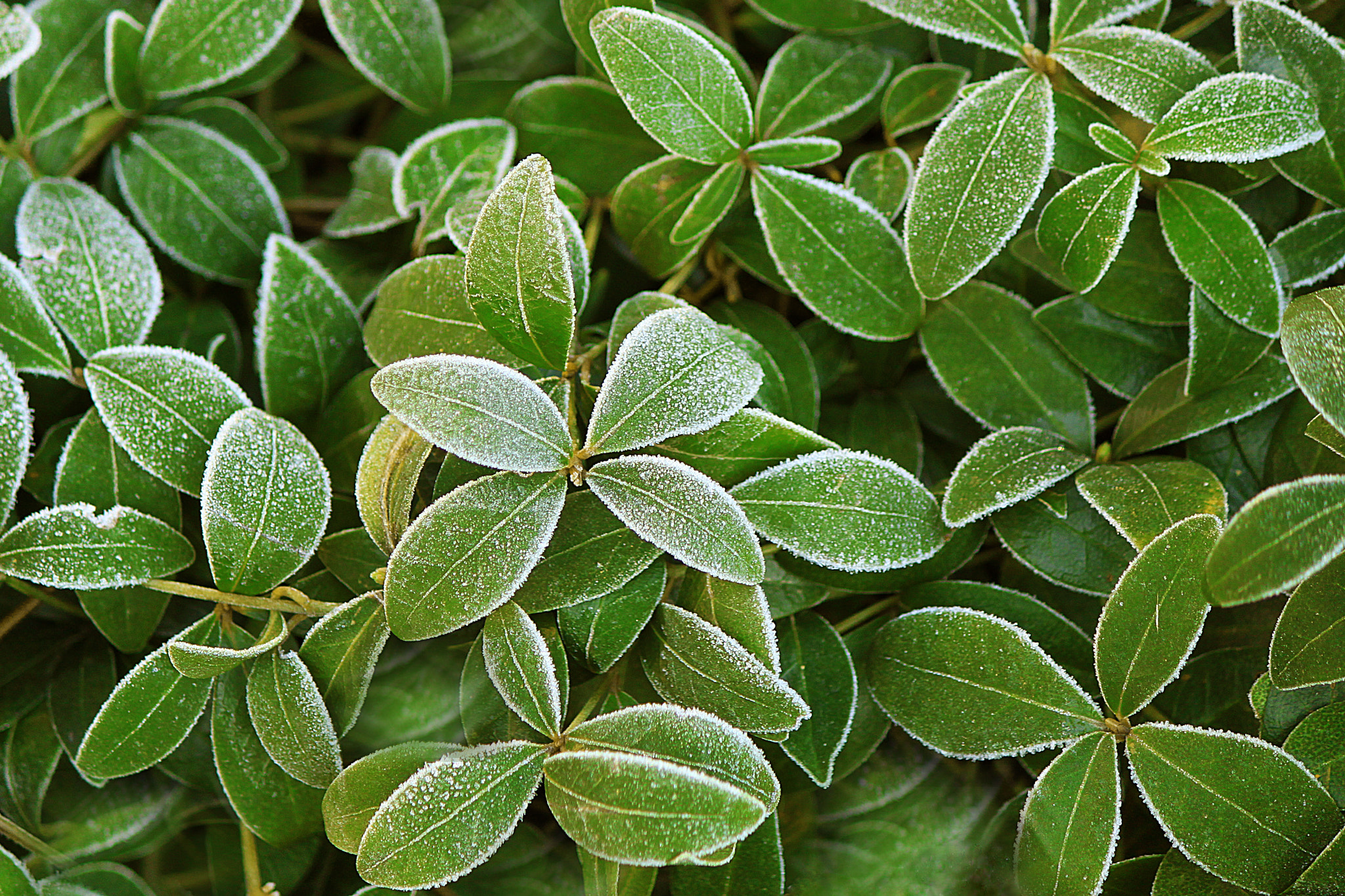 Canon EOS 500D (EOS Rebel T1i / EOS Kiss X3) sample photo. Green and frost photography
