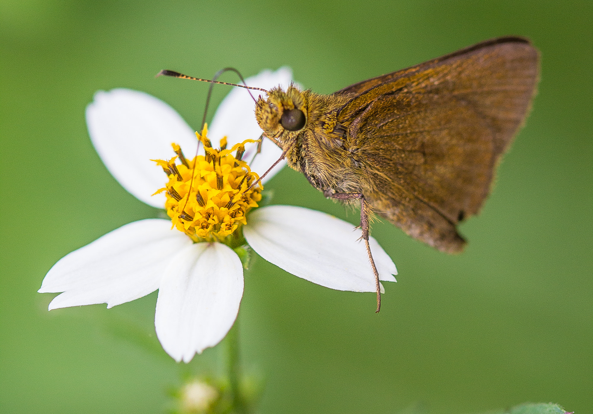 Canon EF 100mm F2.8 Macro USM sample photo. A mari posa, posa photography