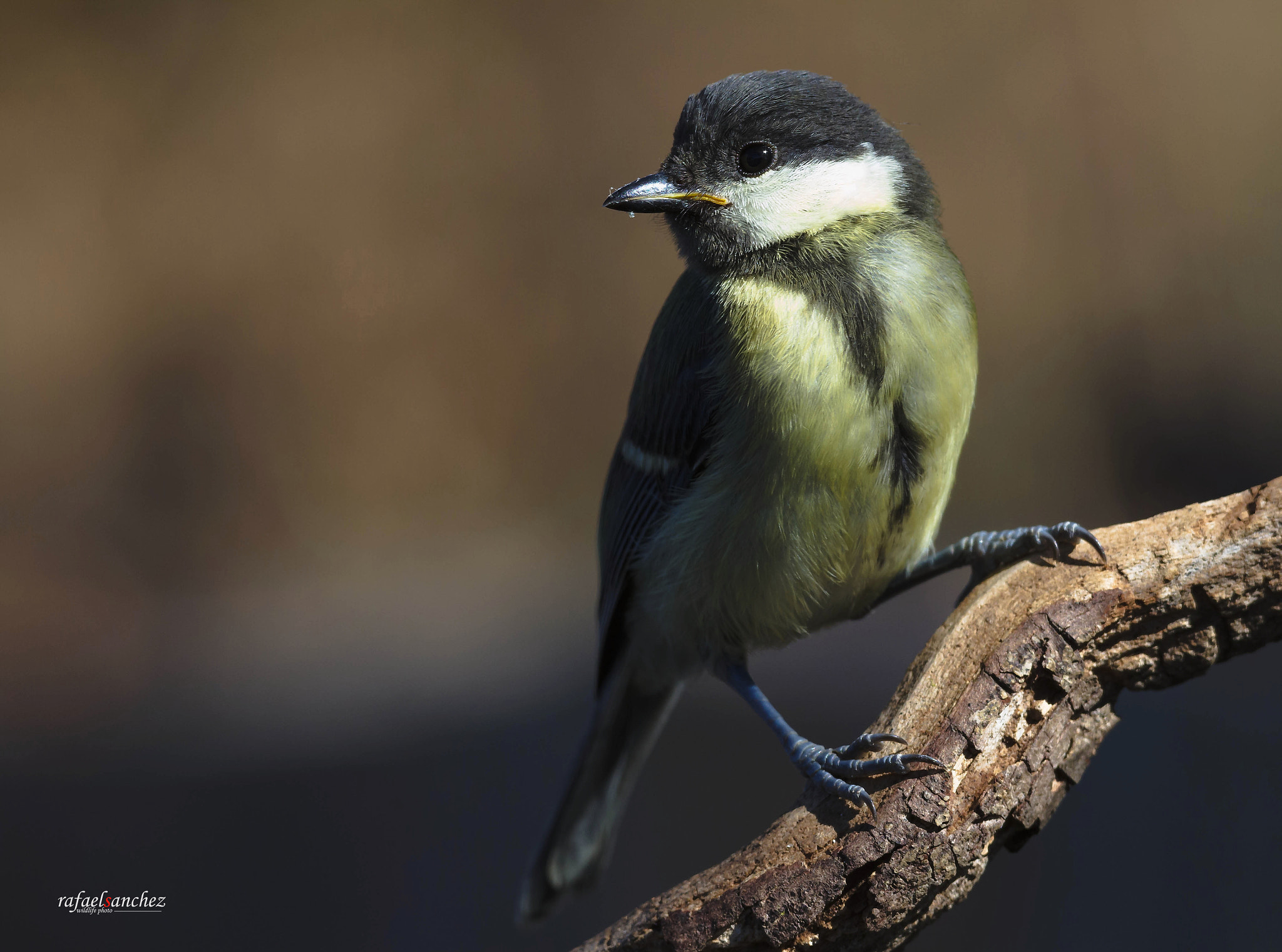 Canon EF 300mm F2.8L IS USM sample photo. Carbonero - great tit photography