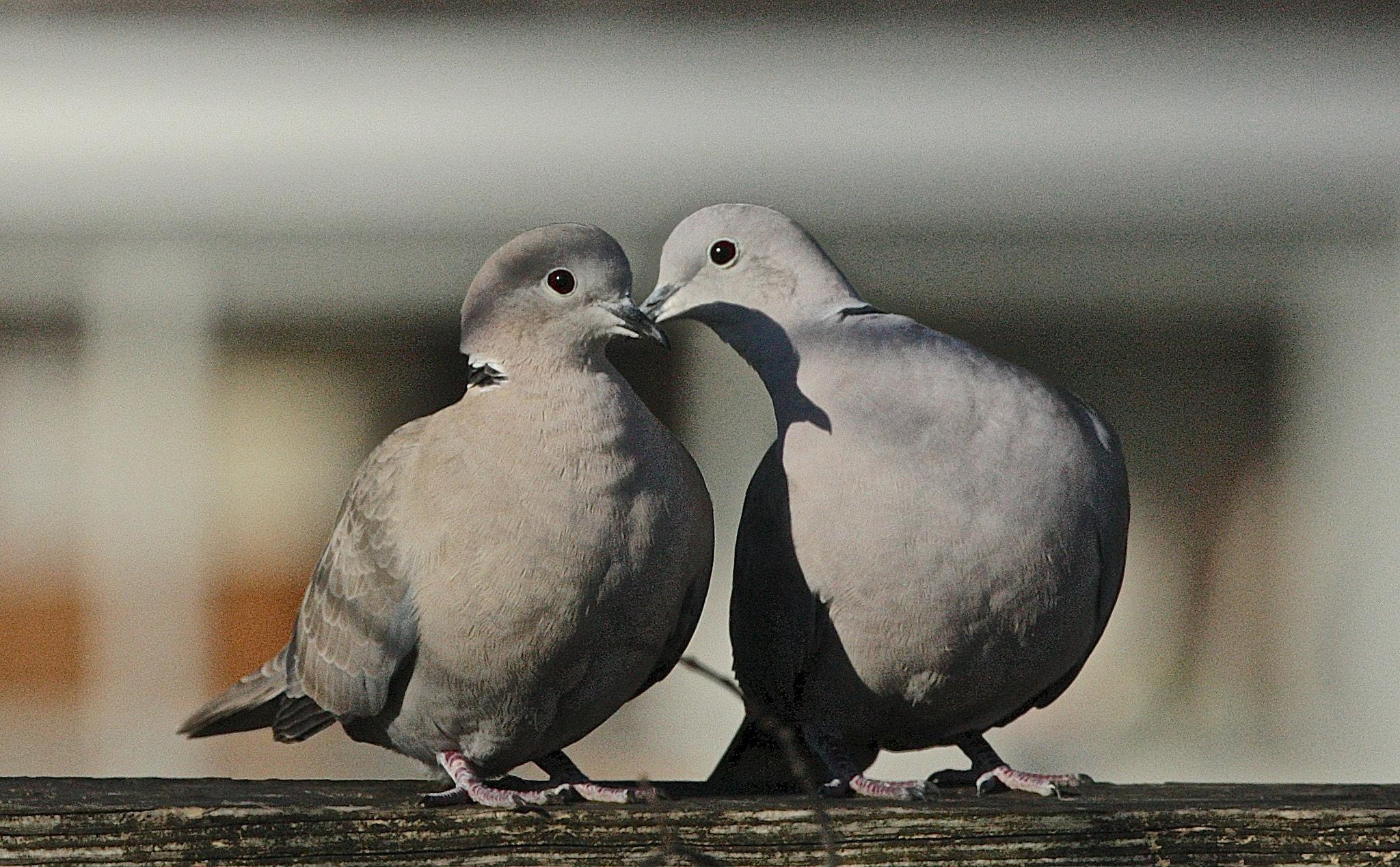 Canon EF 400mm F2.8L IS USM sample photo. Loving doves photography