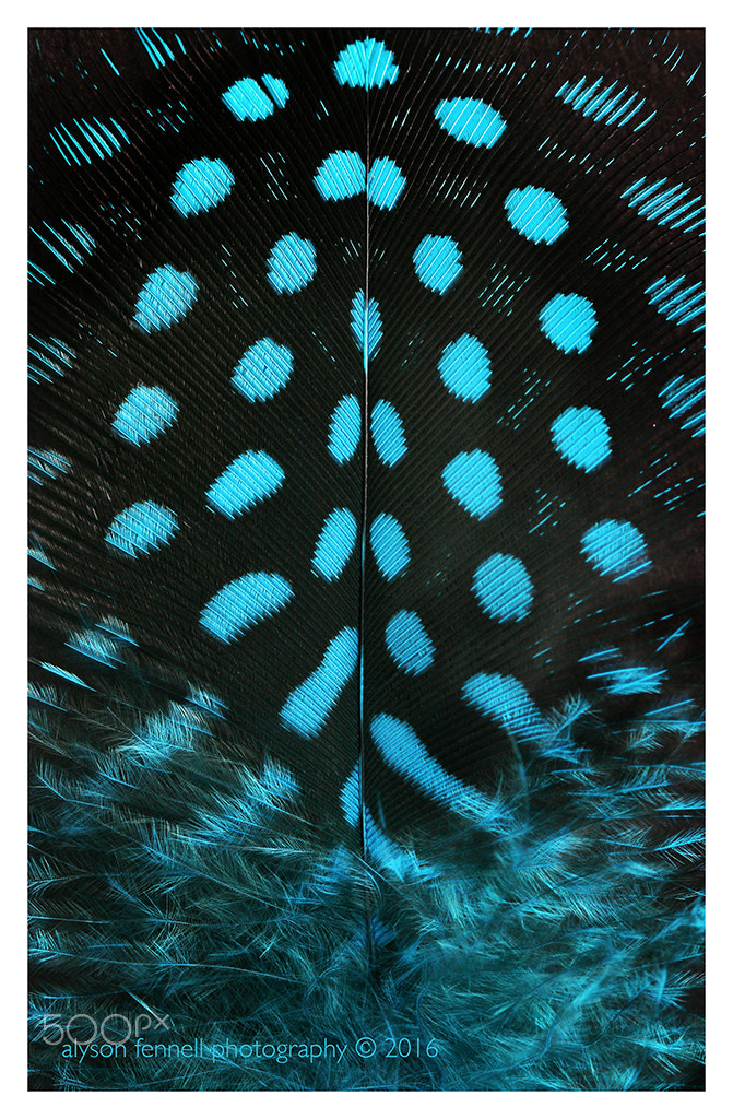 Canon EF 100mm F2.8 Macro USM sample photo. Blue guinea fowl feather photography