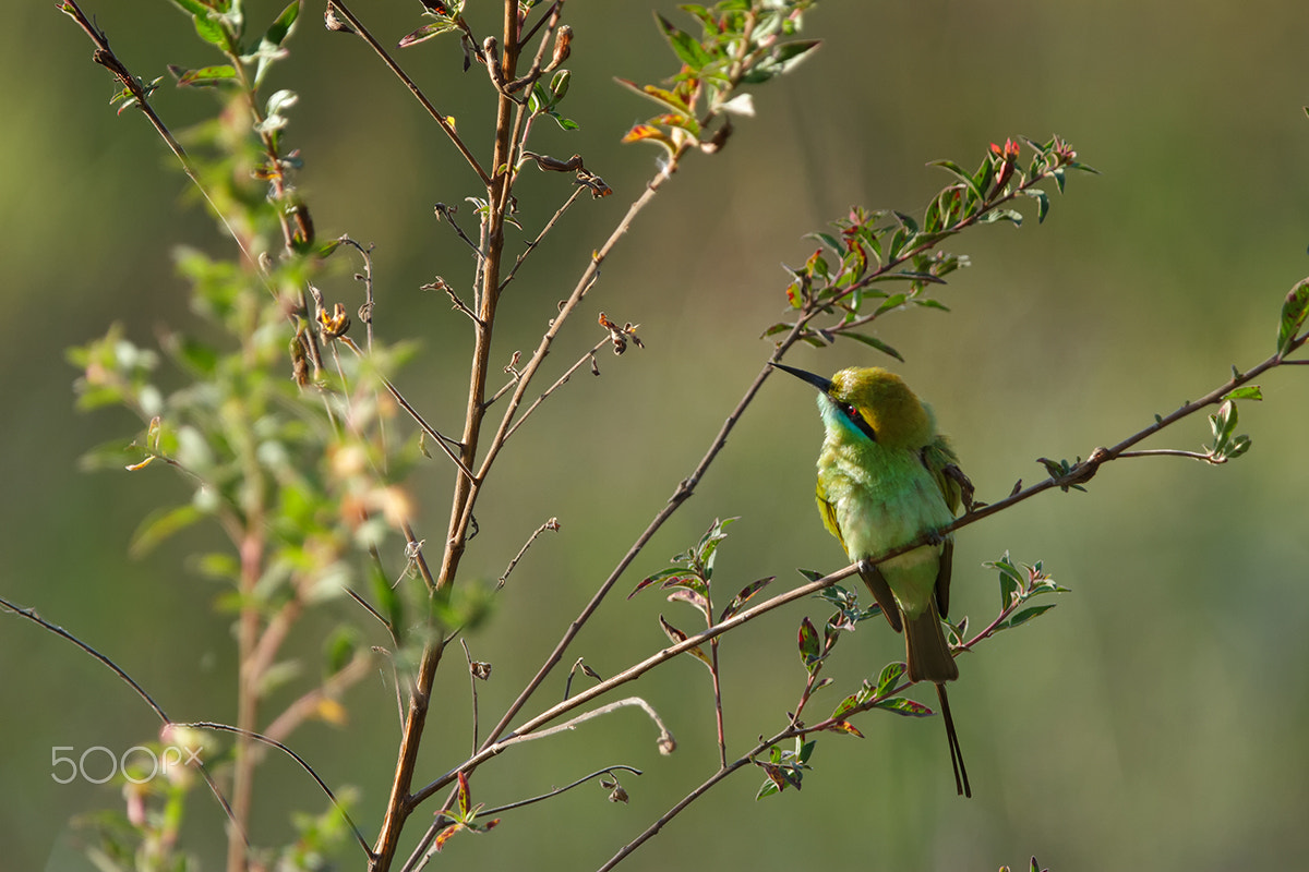 Canon EF 300mm F2.8L IS USM sample photo. Mr. green photography