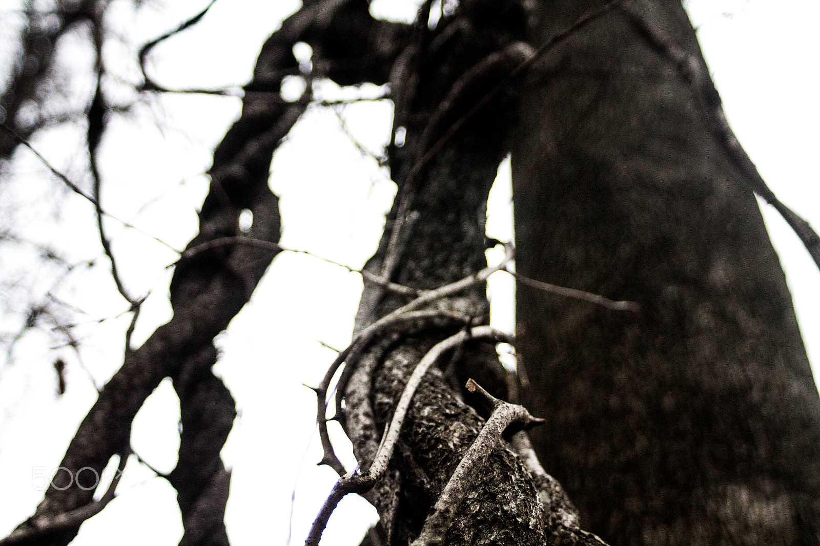 Canon EF 35-80mm f/4-5.6 sample photo. Hanging vine photography