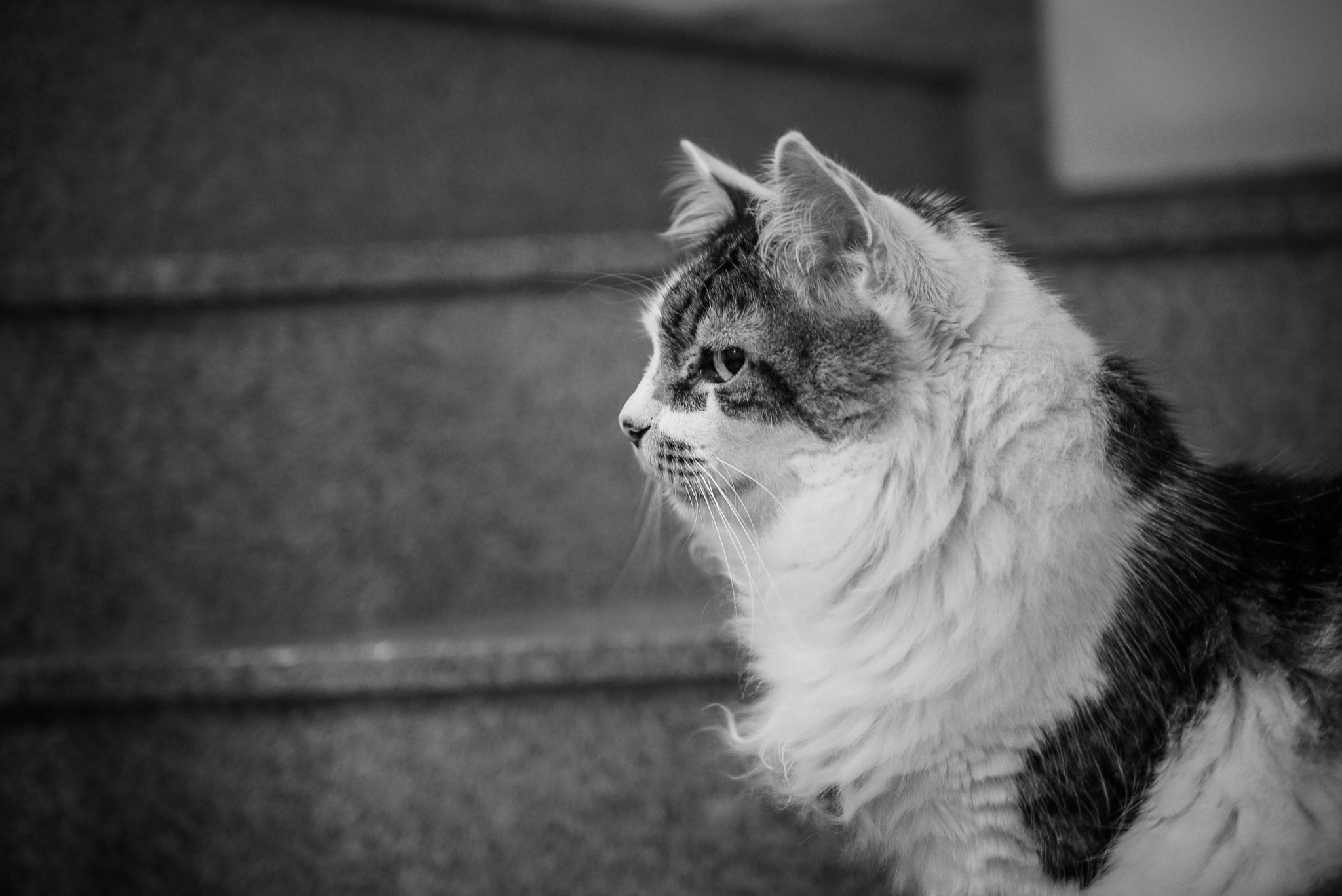 Panasonic Lumix DMC-GF1 + Panasonic Leica DG Summilux 25mm F1.4 II ASPH sample photo. Harry, o gato photography