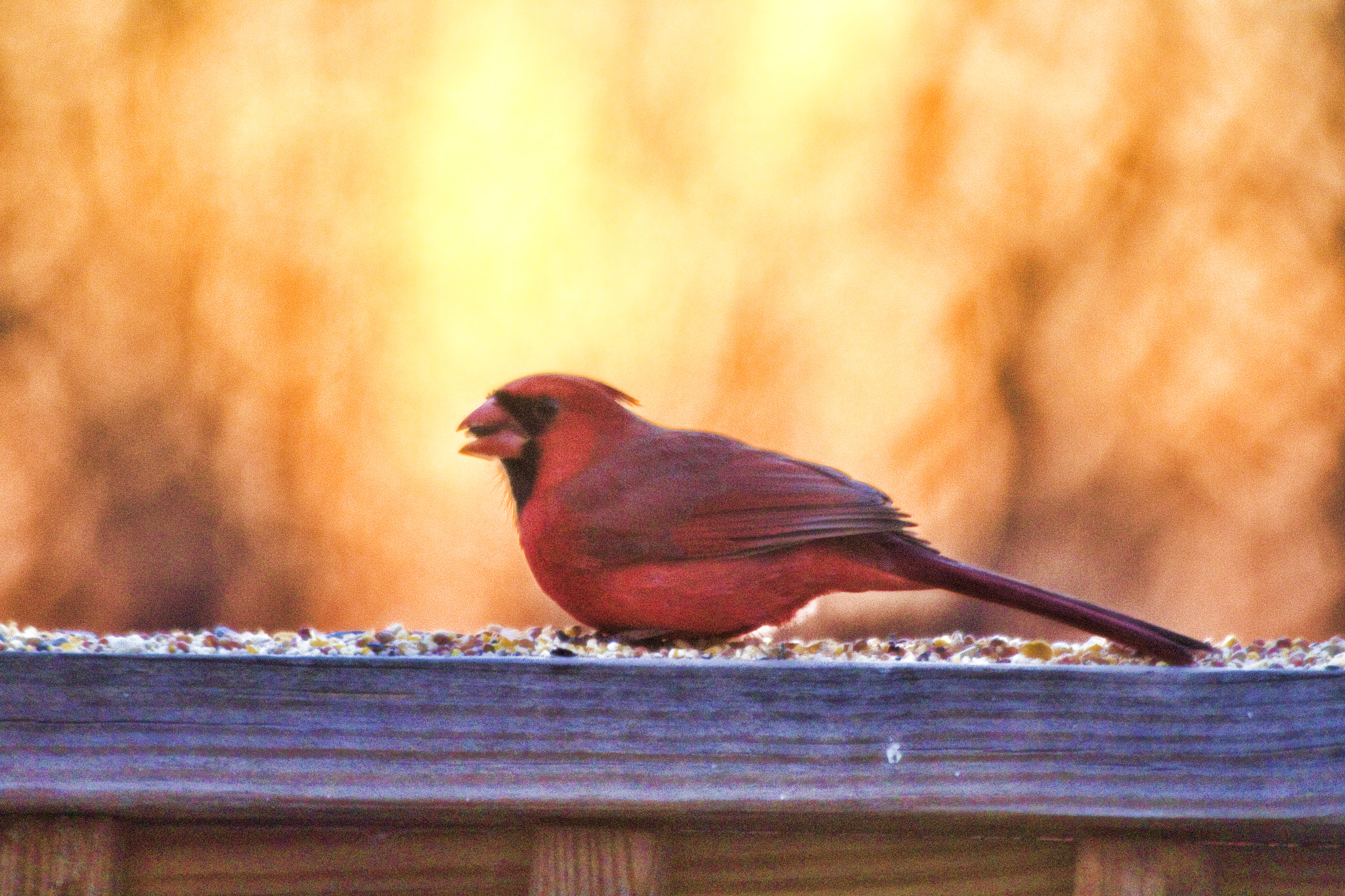Canon EF 70-300mm F4-5.6 IS USM sample photo. Cardinal photography