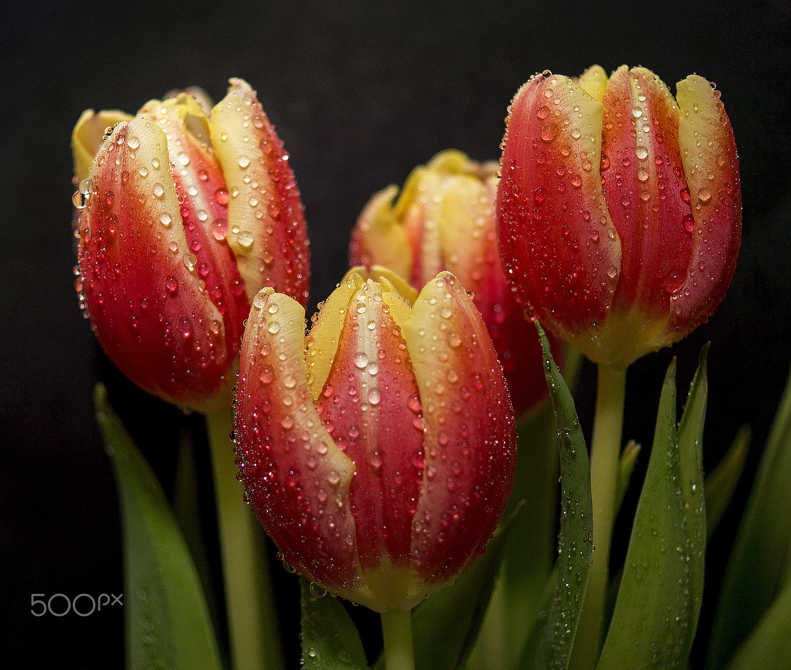 Sony SLT-A58 + Sony DT 30mm F2.8 Macro SAM sample photo. Tulips photography