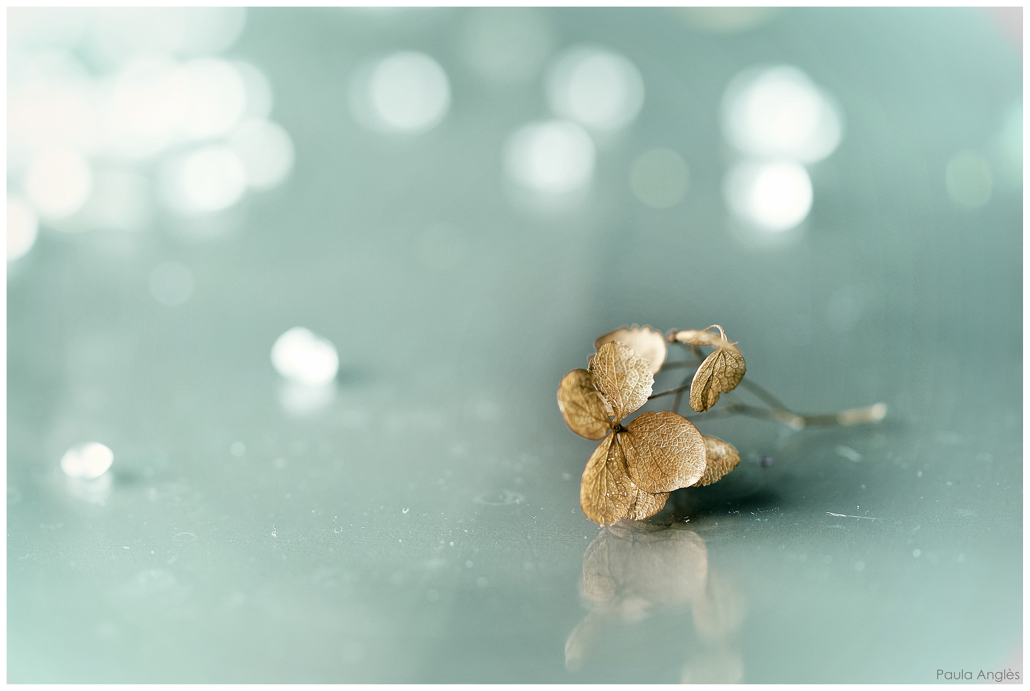 Sony a99 II + 90mm F2.8 Macro SSM sample photo. Annabelle photography