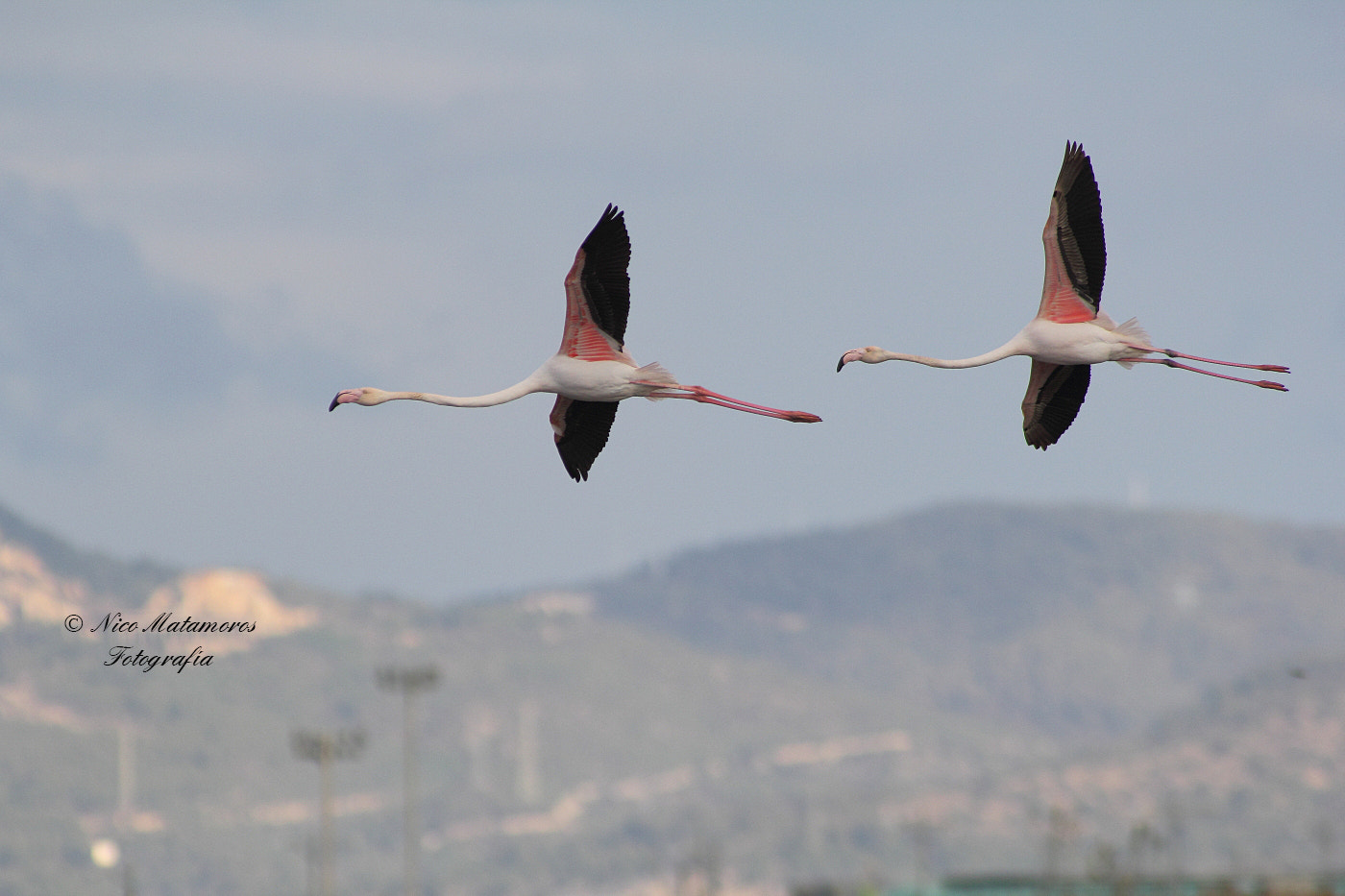 Canon EOS 60D + Canon EF 50mm f/1.8 sample photo. Flamencos en vuelo photography