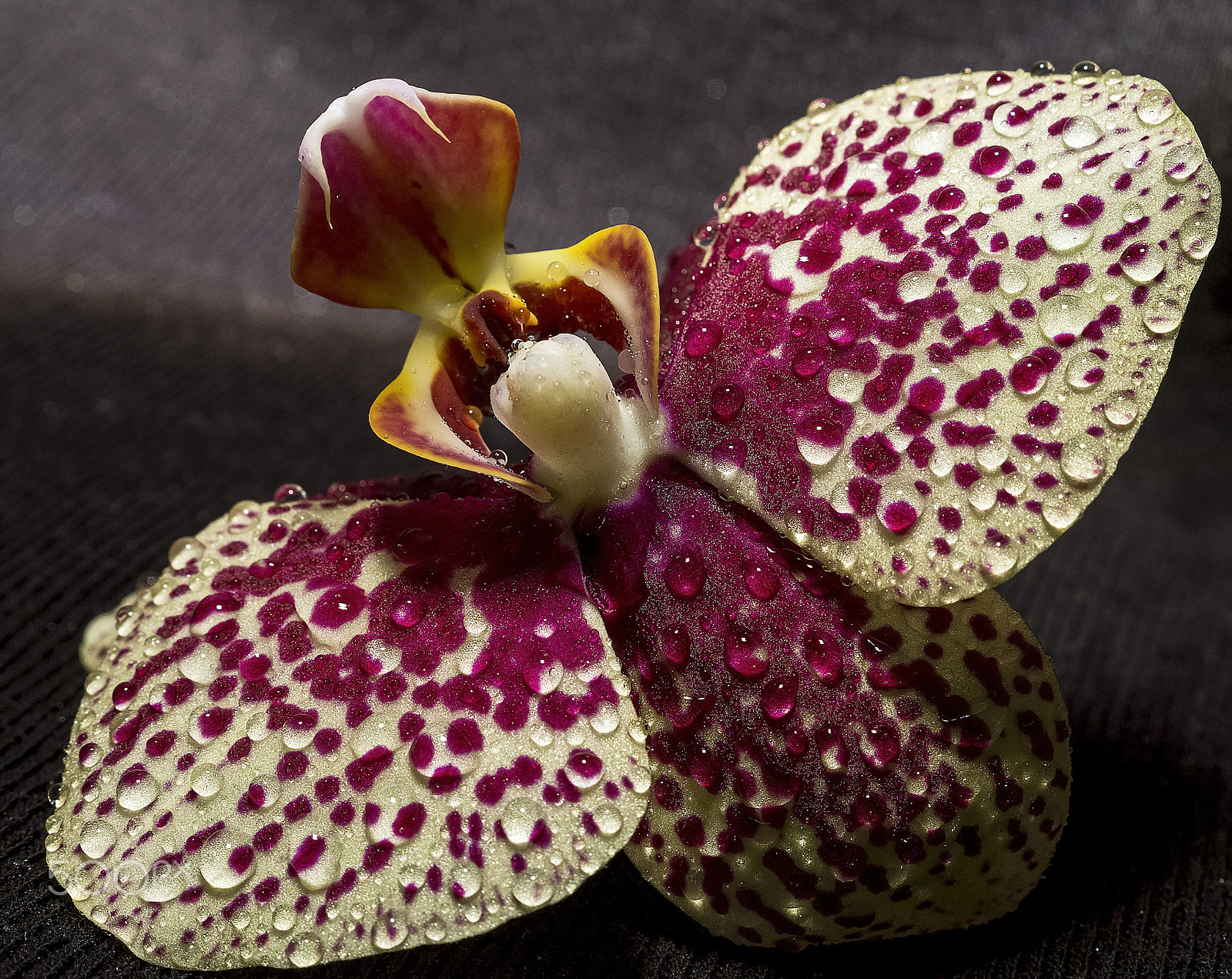 Sony SLT-A58 + Sony DT 30mm F2.8 Macro SAM sample photo. Orchid photography