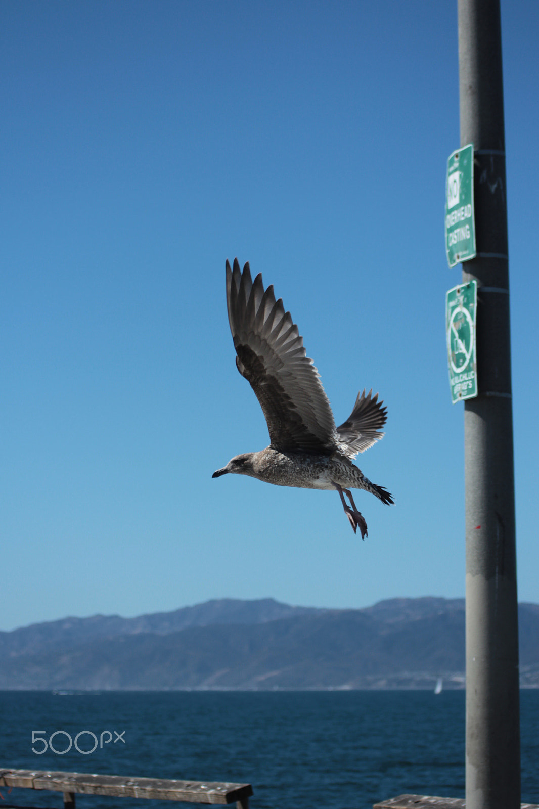 Canon EF 55-200mm F4.5-5.6 II USM sample photo. I'm flying ! photography