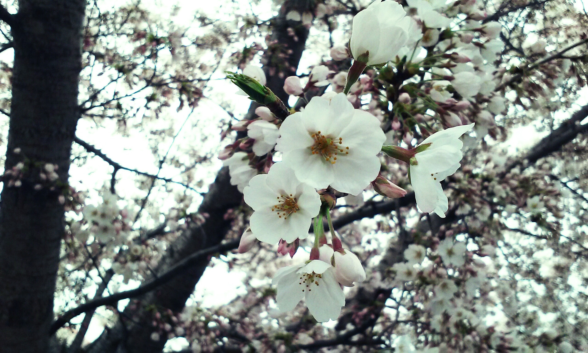 LG F60 sample photo. Spring blossoms photography