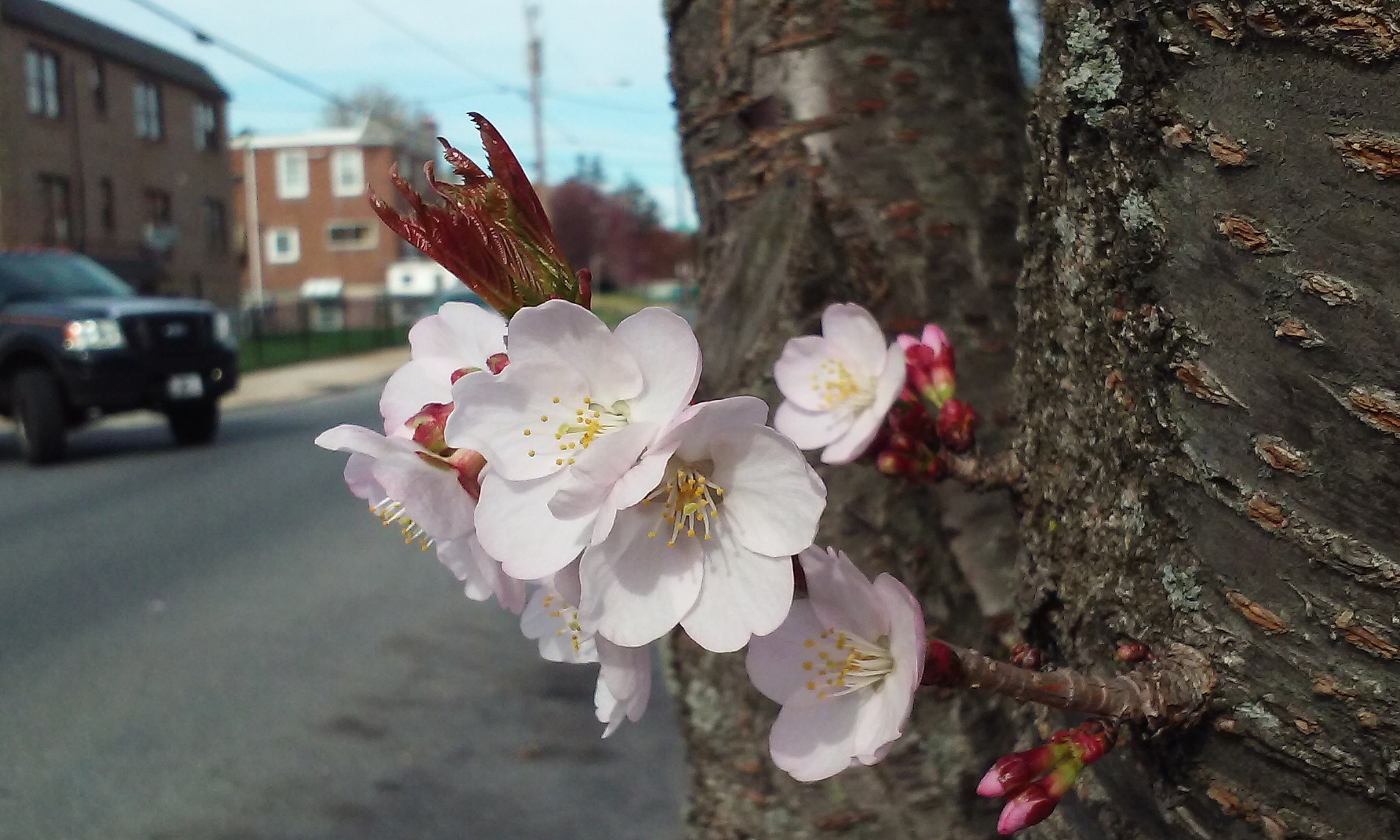 LG F60 sample photo. Odd place for blossoms photography