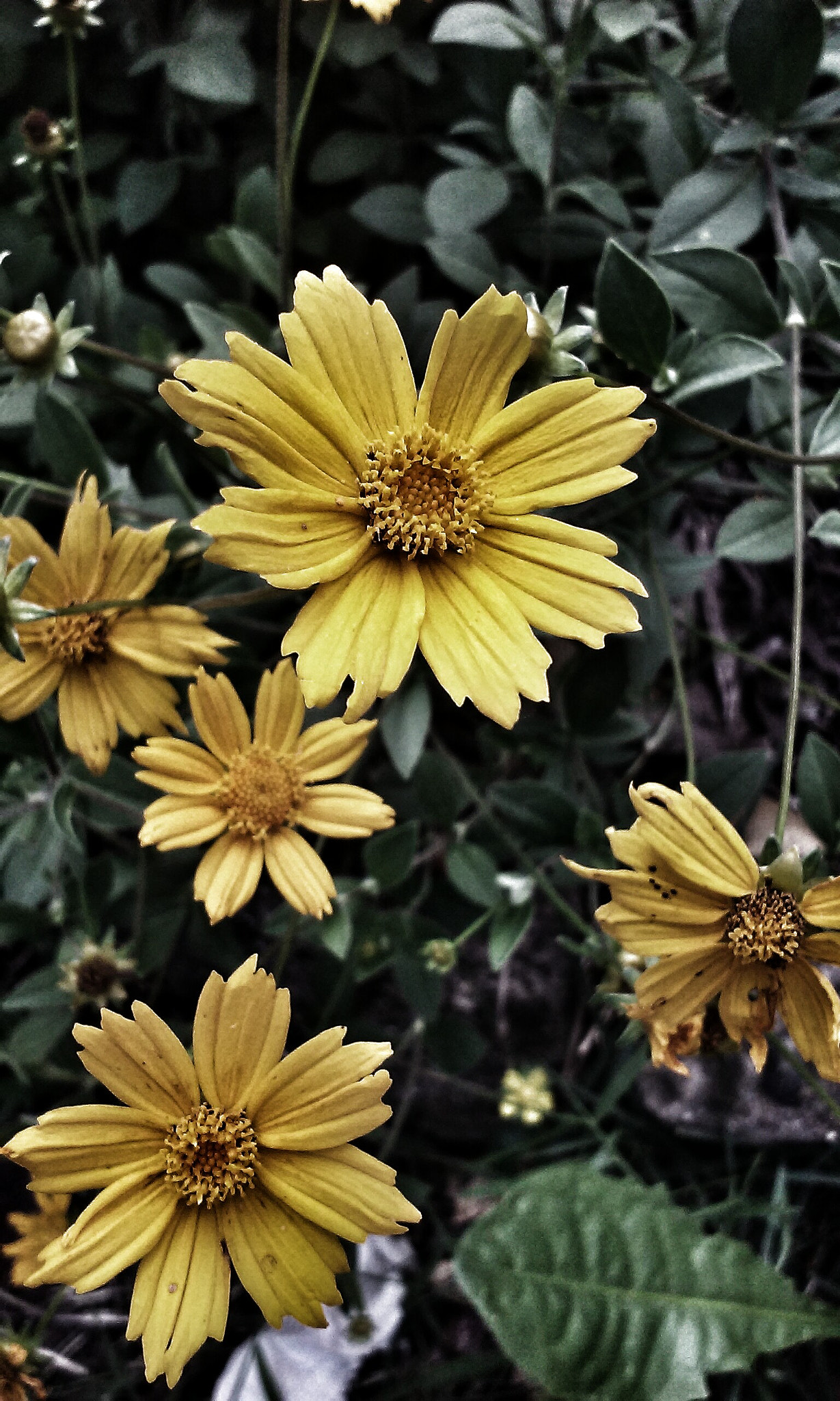 LG F60 sample photo