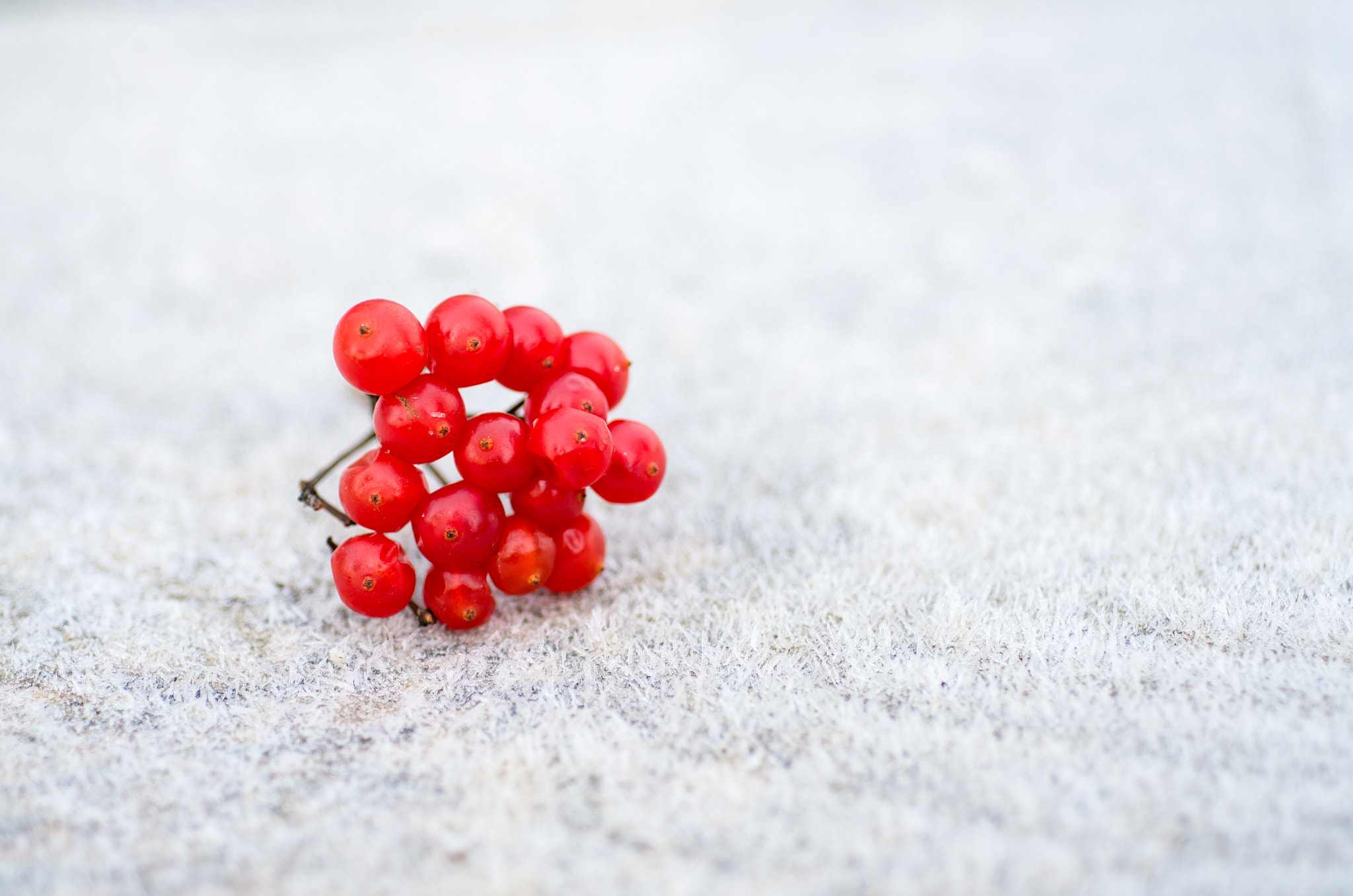 Nikon D7000 + AF Micro-Nikkor 60mm f/2.8 sample photo. Red berries on frozen ground photography