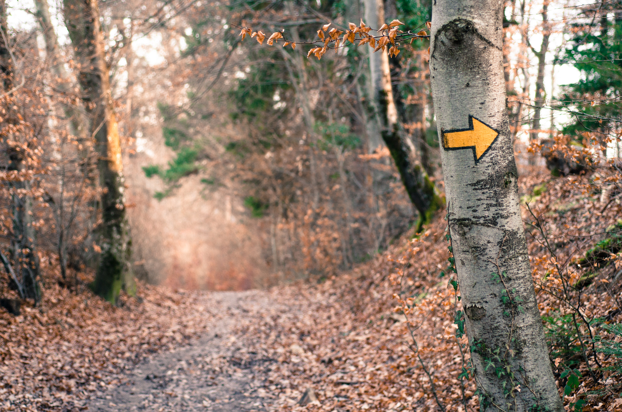 AF Micro-Nikkor 60mm f/2.8 sample photo. Tree and yellow arrow photography