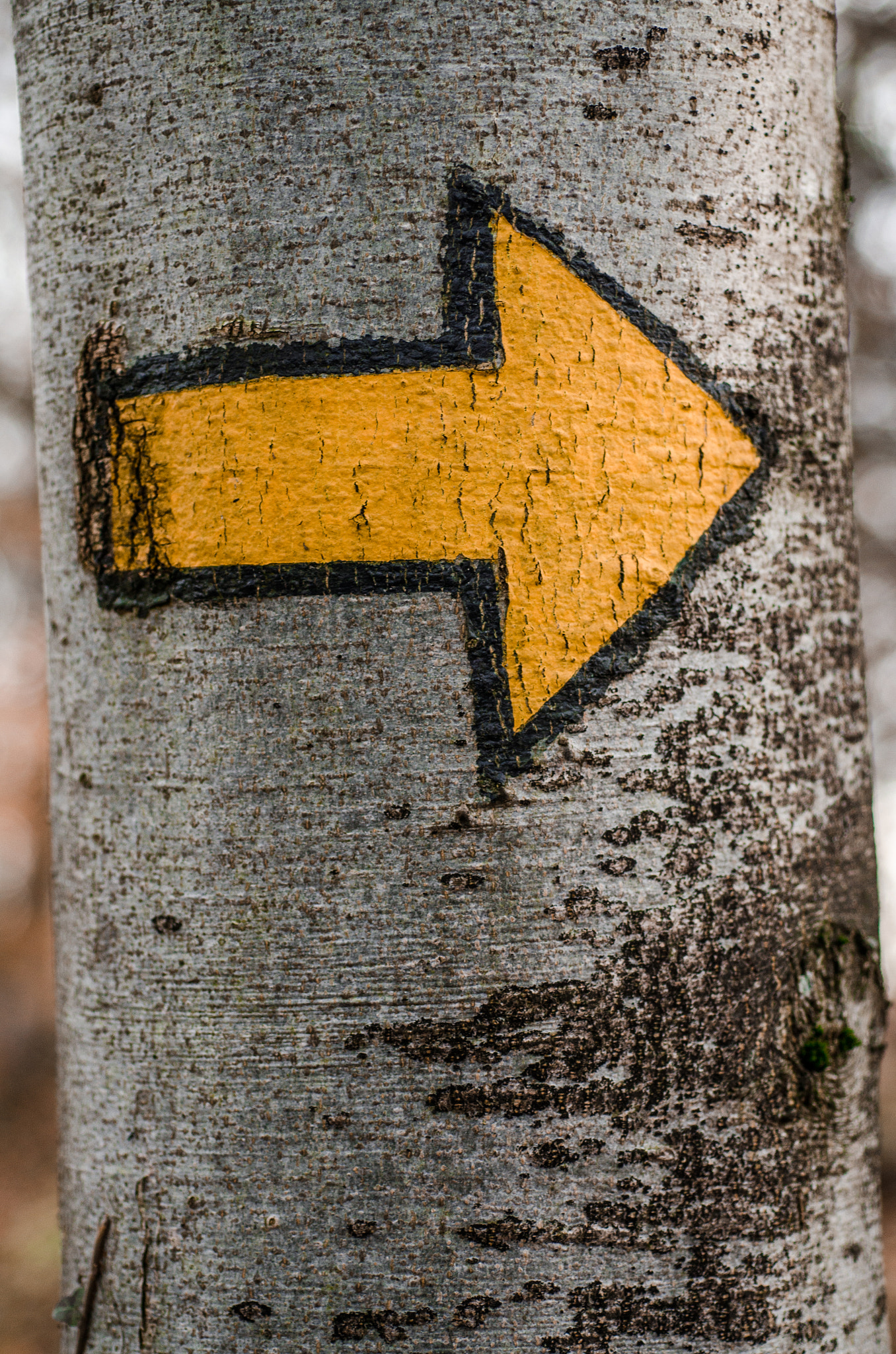 Nikon D7000 + AF Micro-Nikkor 60mm f/2.8 sample photo. Tree and yellow arrow photography