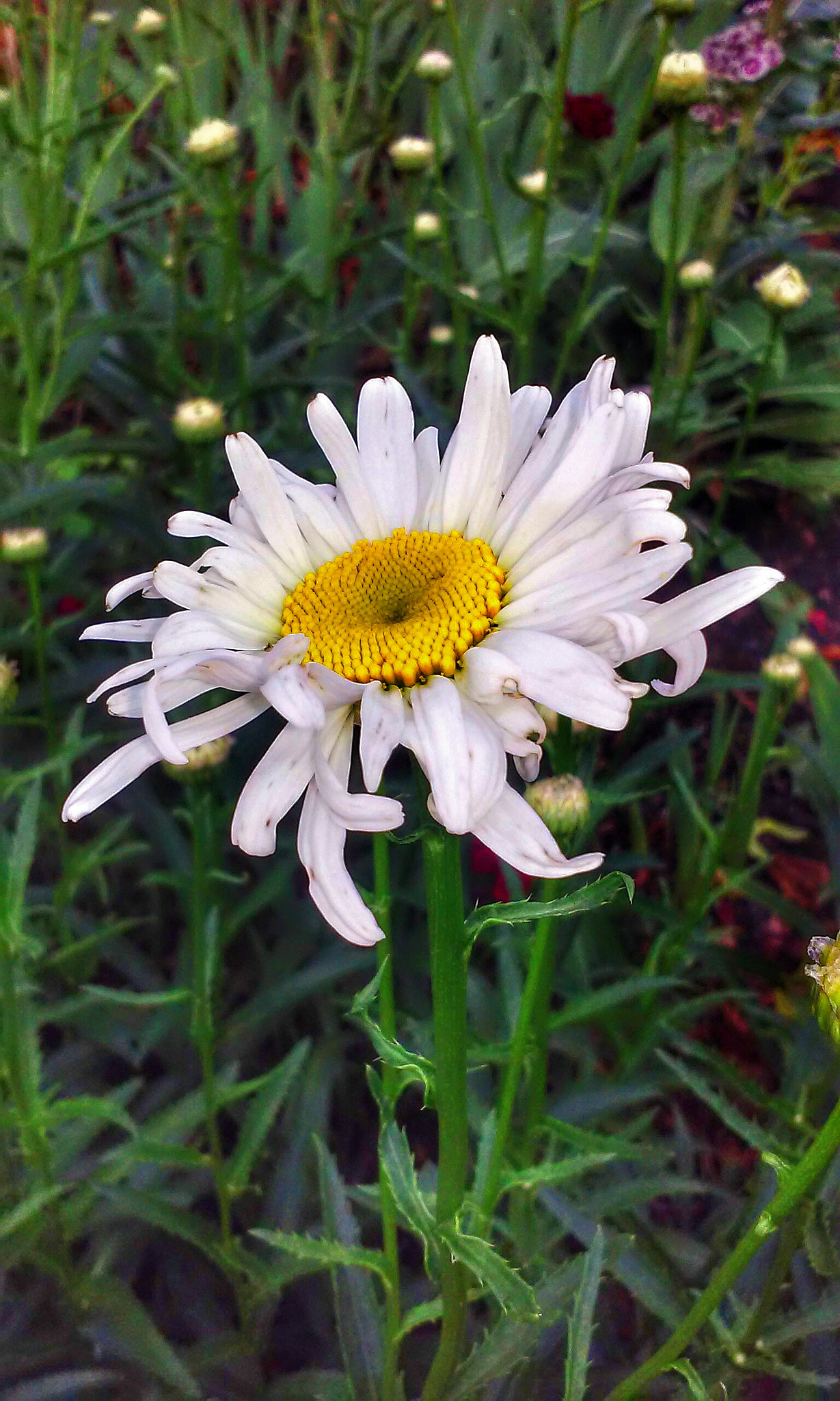 LG F60 sample photo