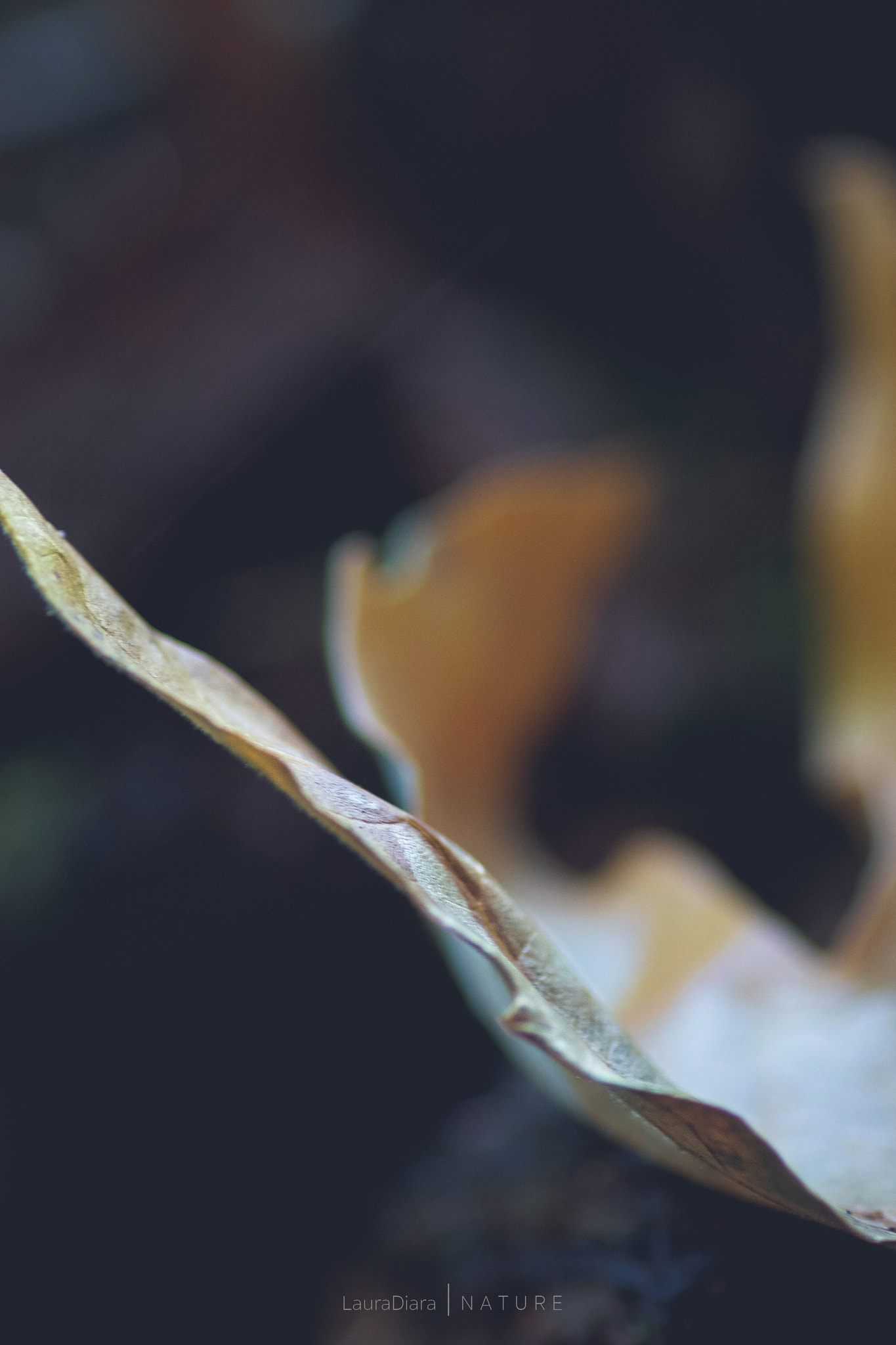 Canon EOS 40D + Tamron SP AF 90mm F2.8 Di Macro sample photo. Redwood forest leaf photography