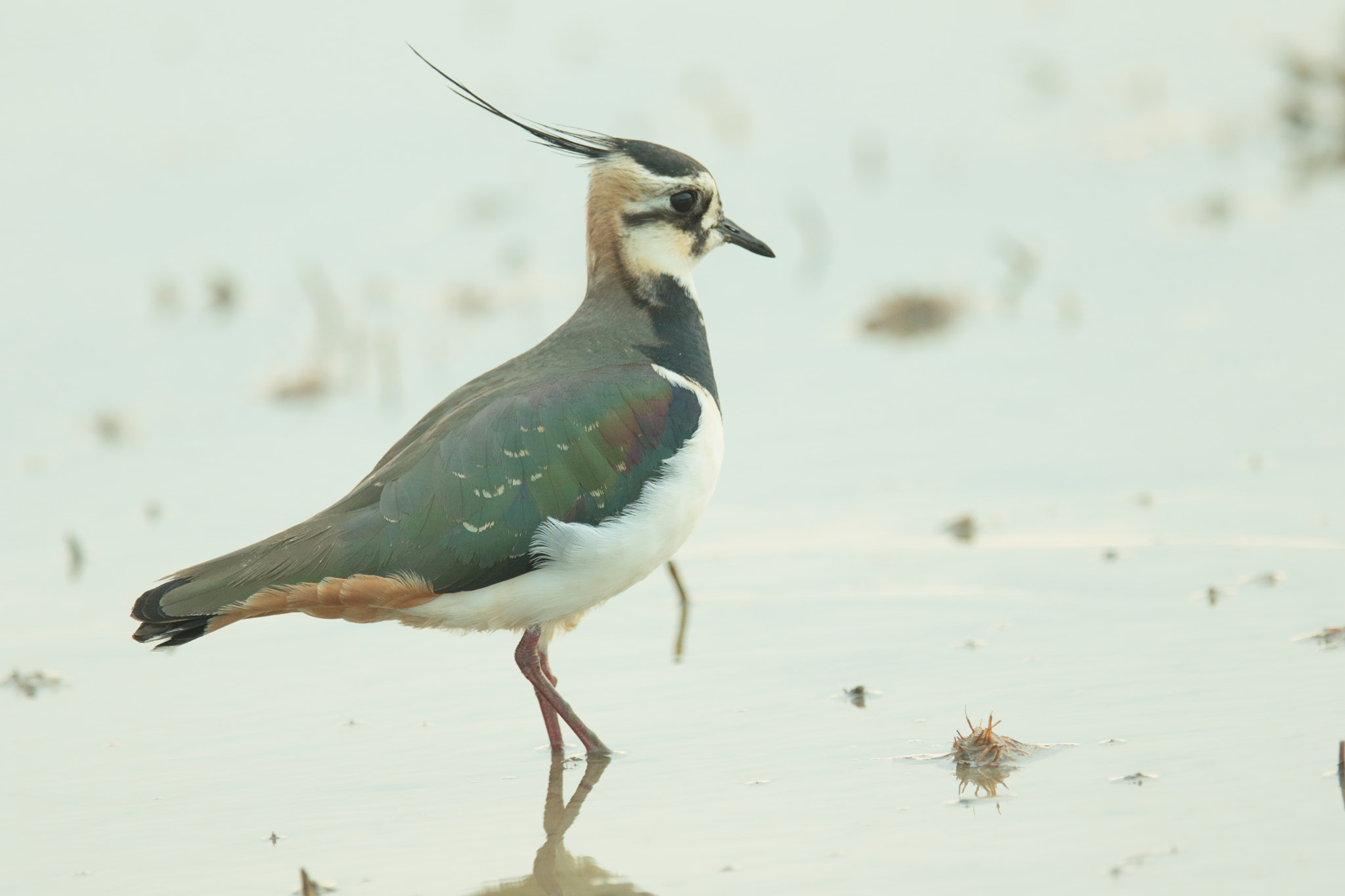 Canon EF 400mm F2.8L IS II USM sample photo. タゲリ   満腹− photography