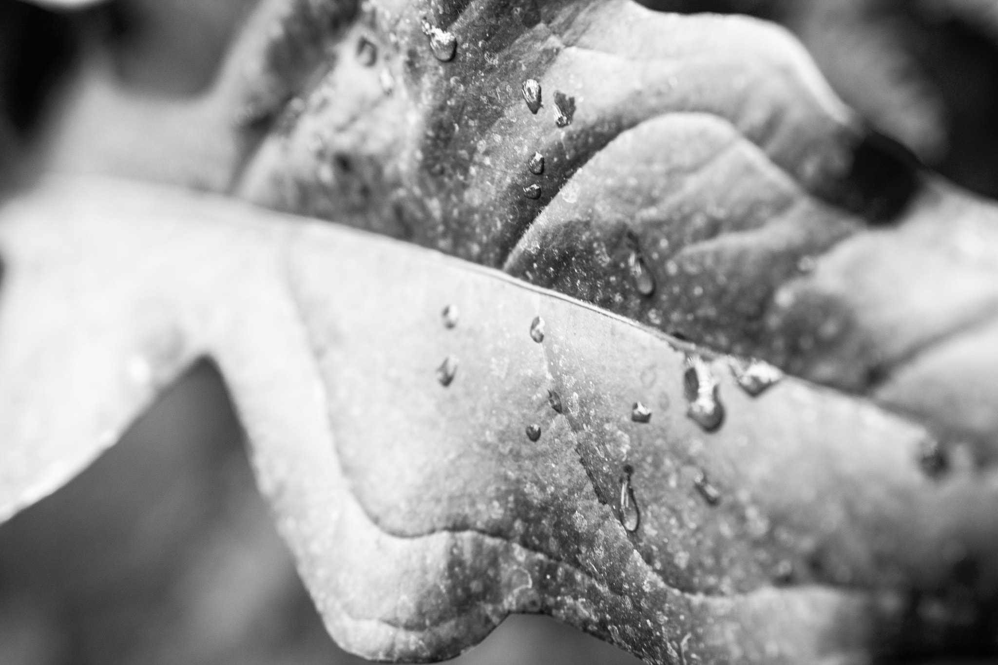 Sigma 18-35mm f/1.8 DC HSM sample photo. Tears of a leaf photography
