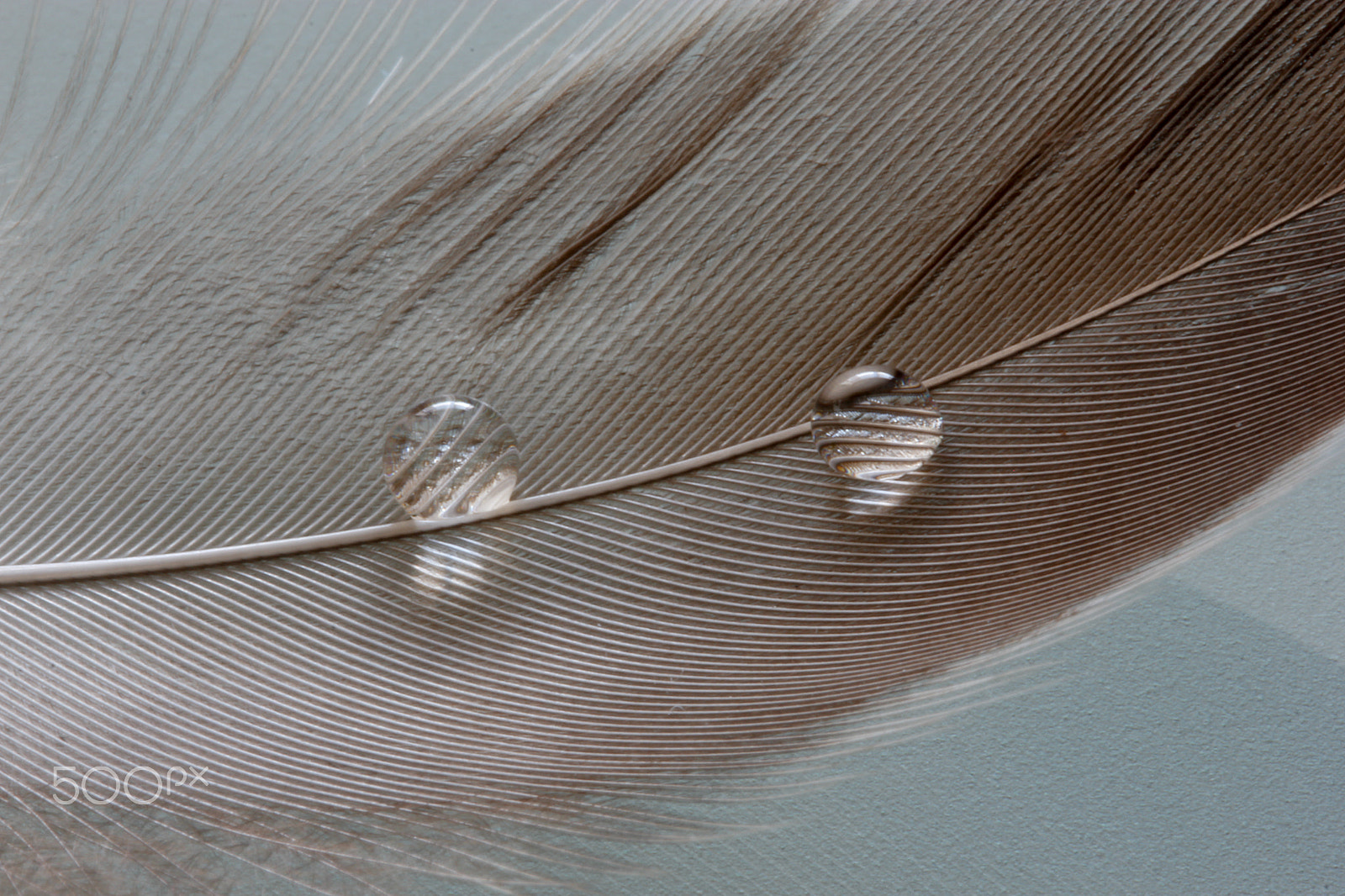 Canon EOS 60D + Canon EF 100mm F2.8 Macro USM sample photo. Feather_1 photography