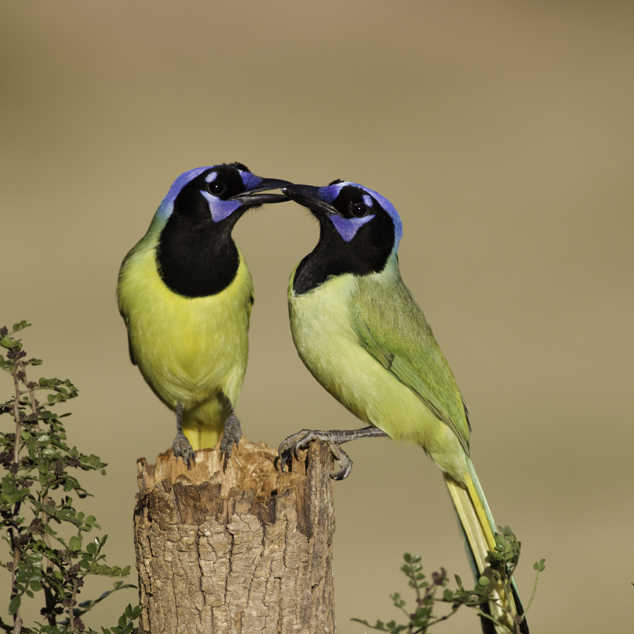 Canon EOS-1D Mark IV + Canon EF 400mm F5.6L USM sample photo. Green jays photography