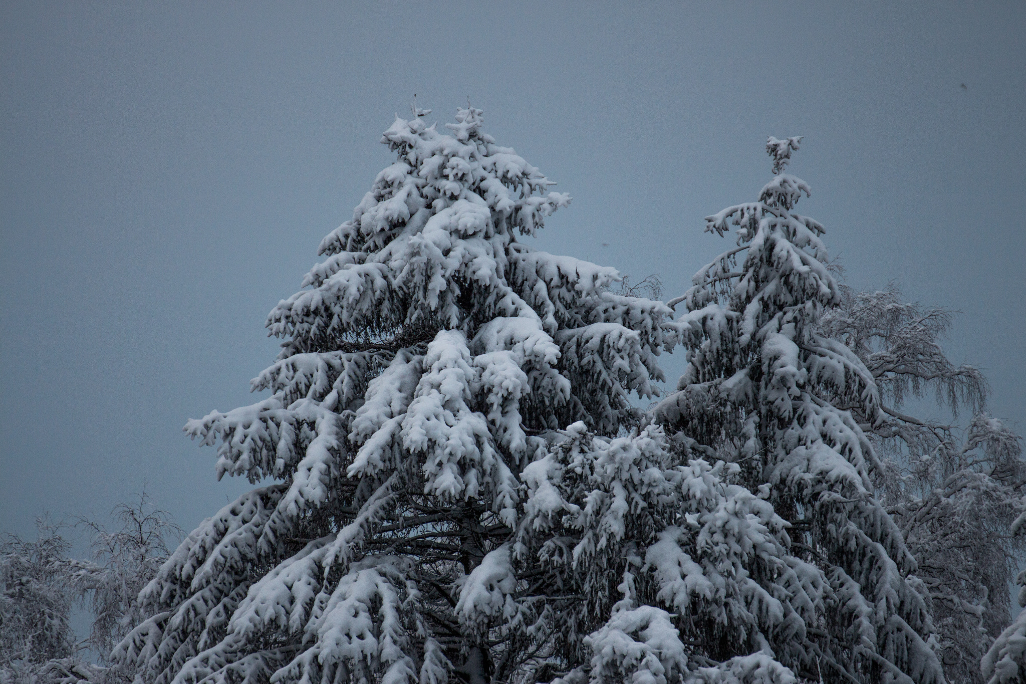 Tamron SP 35mm F1.8 Di VC USD sample photo. Treetops in the snow. photography