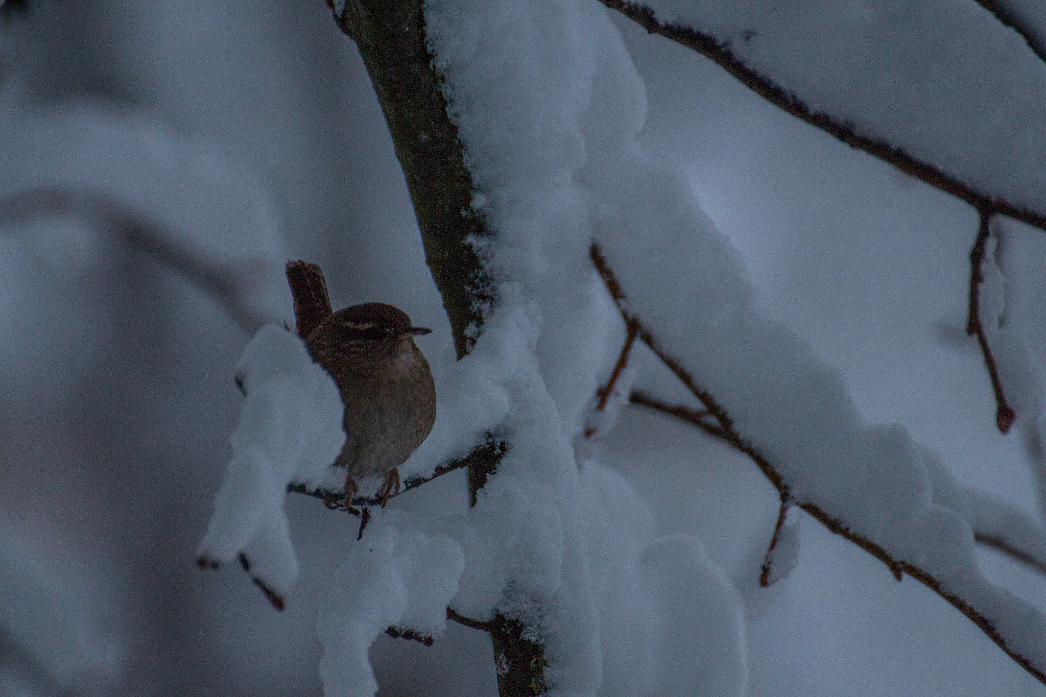 Canon EOS 650D (EOS Rebel T4i / EOS Kiss X6i) + Tamron SP 35mm F1.8 Di VC USD sample photo. Bird in the snow photography