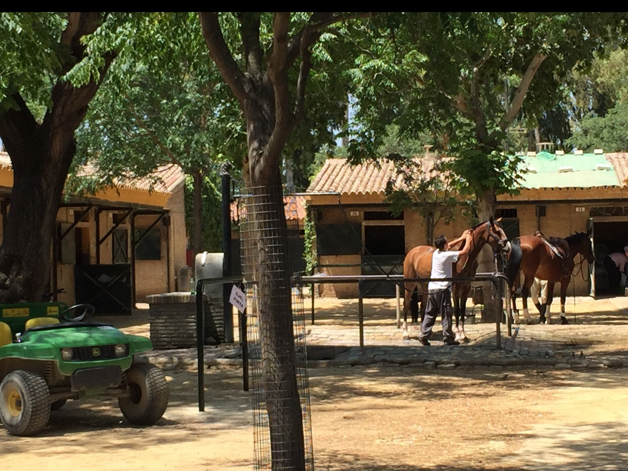 Riding Club Pineda. Sevilla.