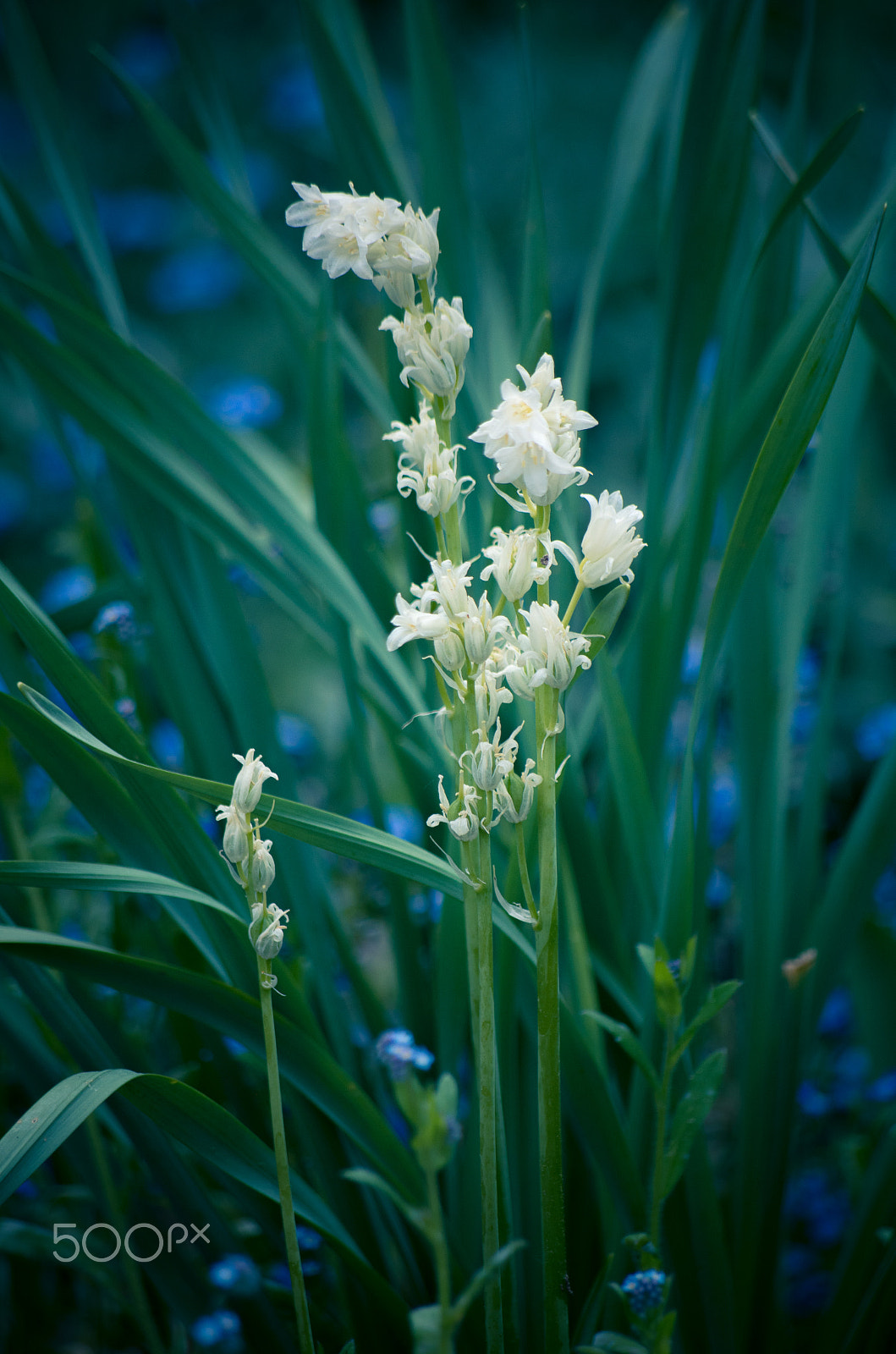 Pentax smc DA 50-200mm F4-5.6 ED WR sample photo. The garden blossom. photography