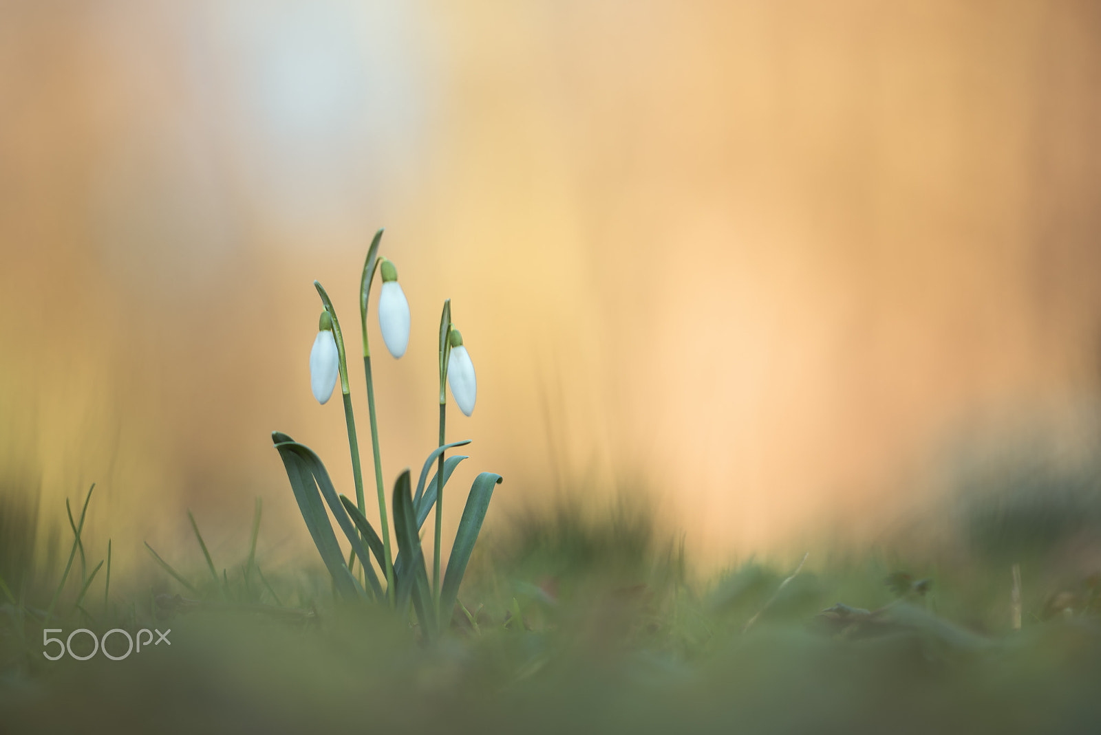 Sigma 150mm F2.8 EX DG Macro HSM sample photo. Snow drops photography