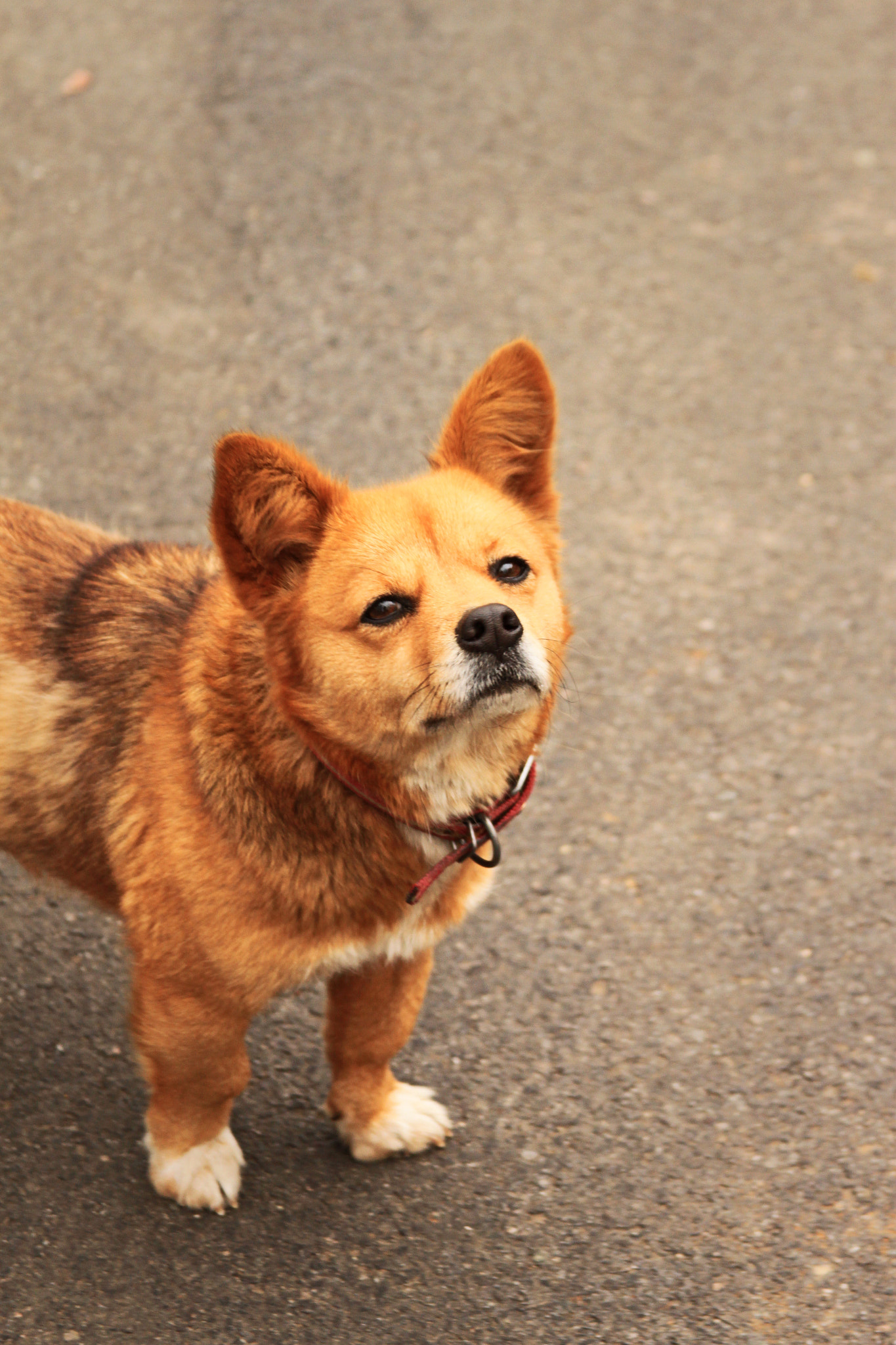 Canon EF 28-135mm F3.5-5.6 IS USM sample photo. Dog o'korea photography