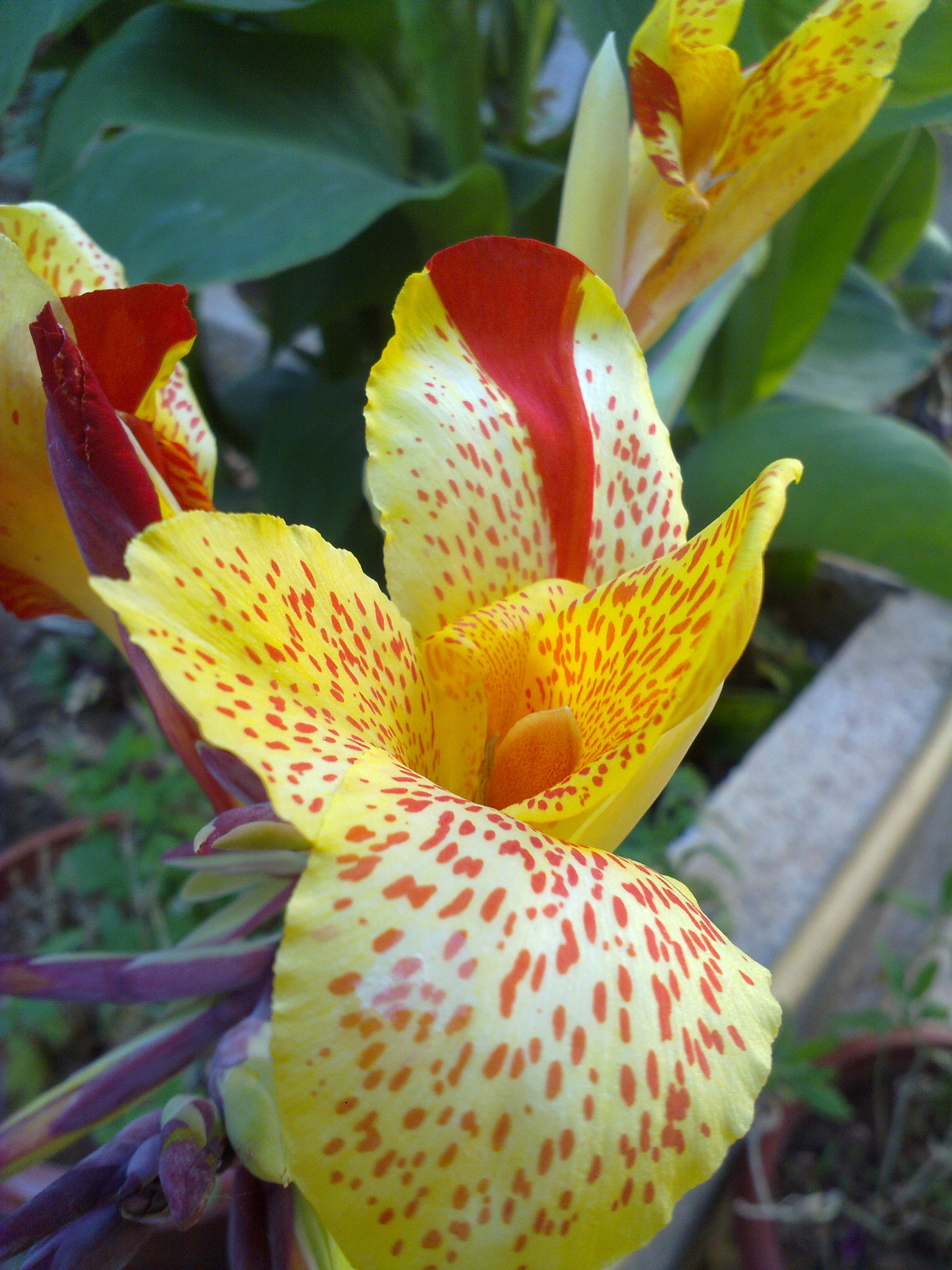 Nokia N86 8MP sample photo