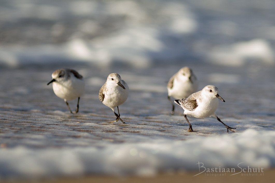 Canon EF 300mm F4L IS USM sample photo. Sanderling during strong wind photography