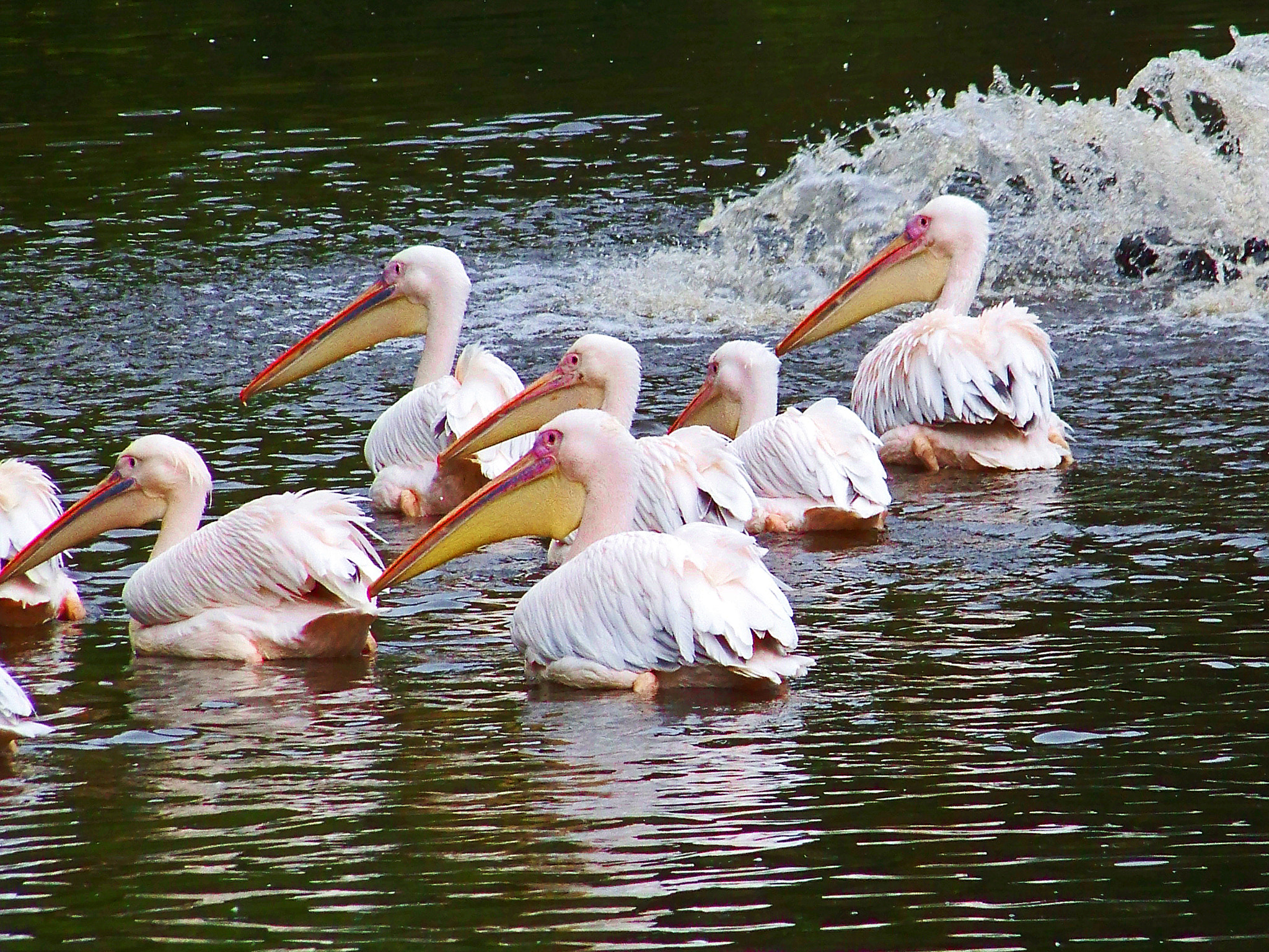 Kodak Z812 IS ZOOM DIGITAL CAMERA sample photo. Pelican photography