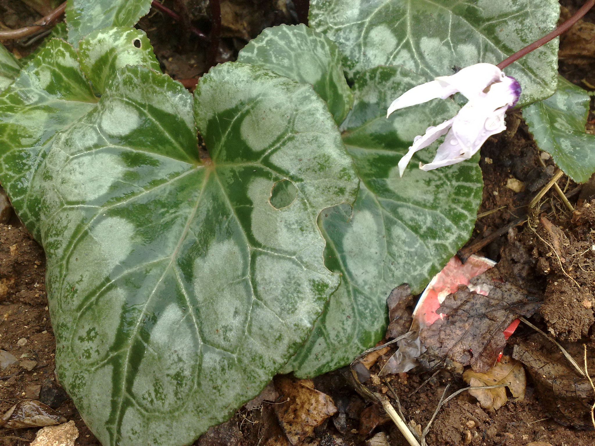 Nokia 6220c-1 sample photo