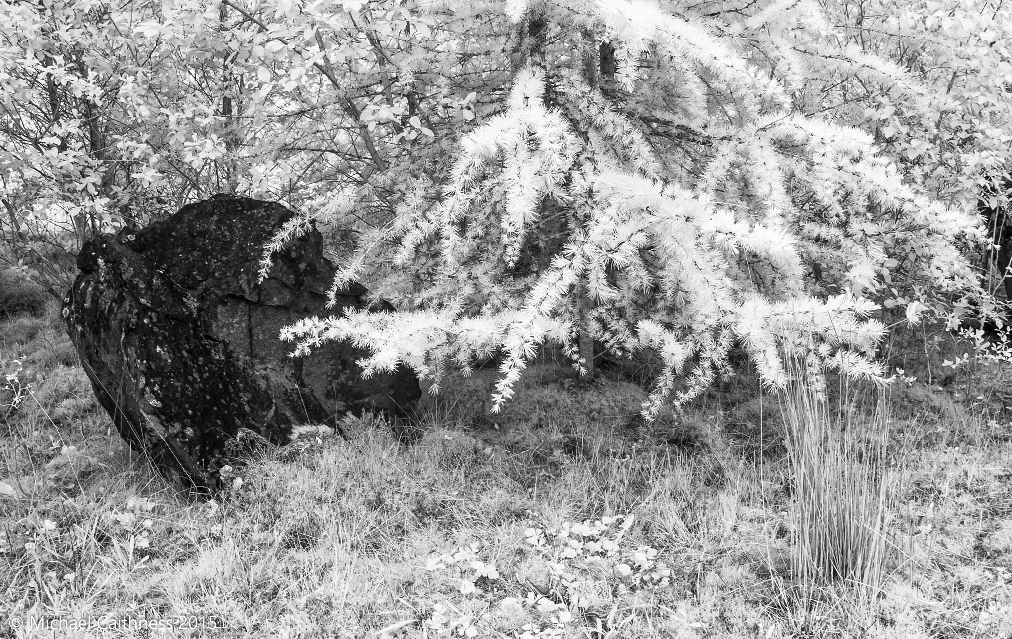 Canon EOS-1D Mark II sample photo. Tree and rock photography